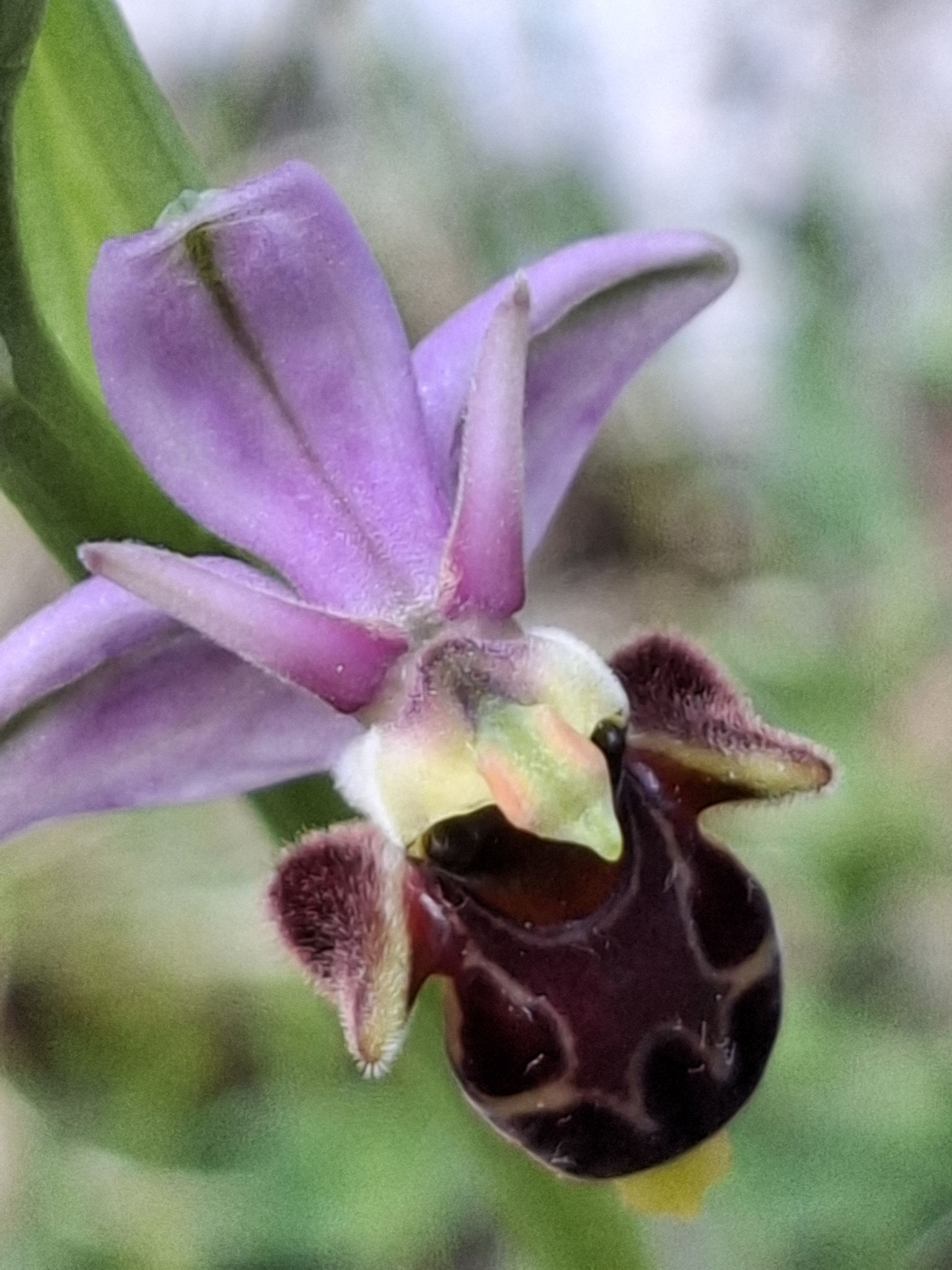 Ophrys bécasse