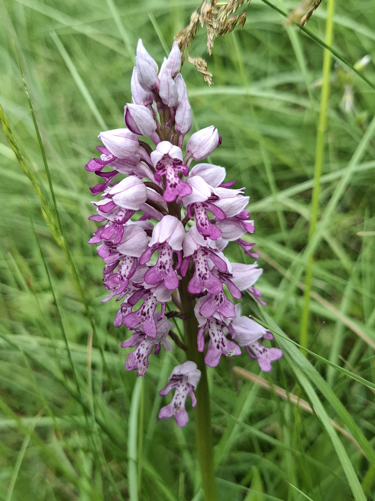 Orchis militaire