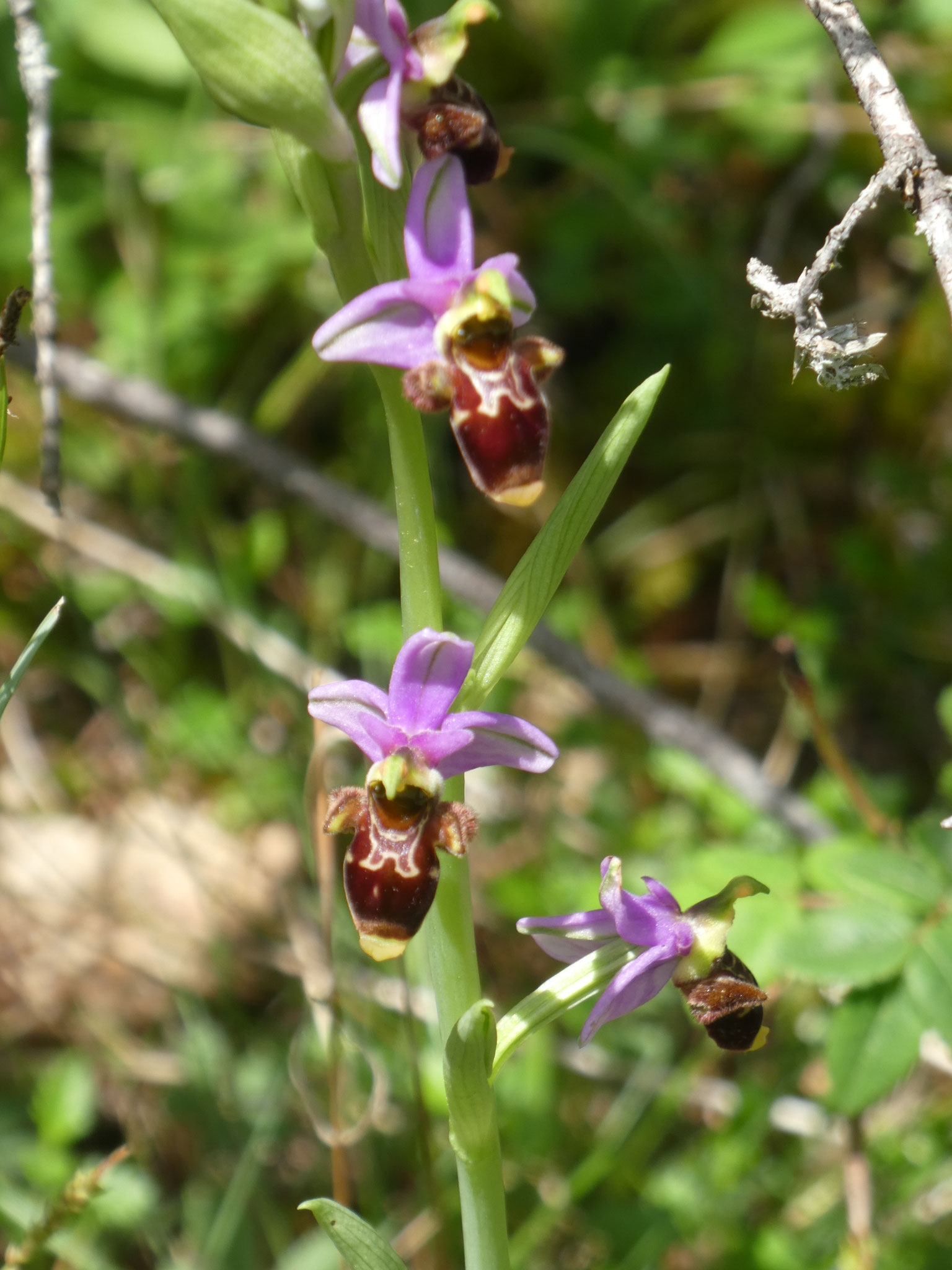 Ophris bécasse
