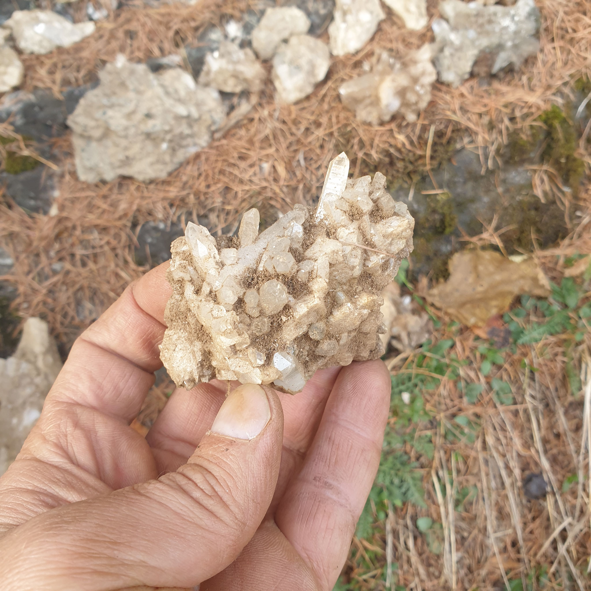 ...specimen fresh from the ground...