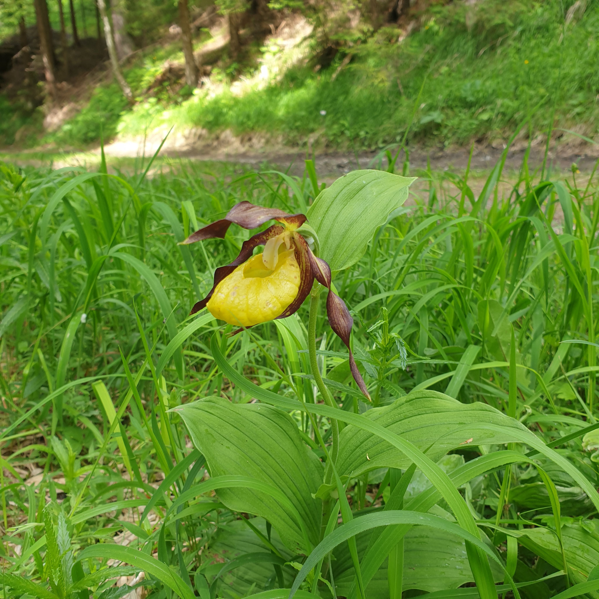 ...lovely orchid (Cypripedium calceolus), rare beauty...