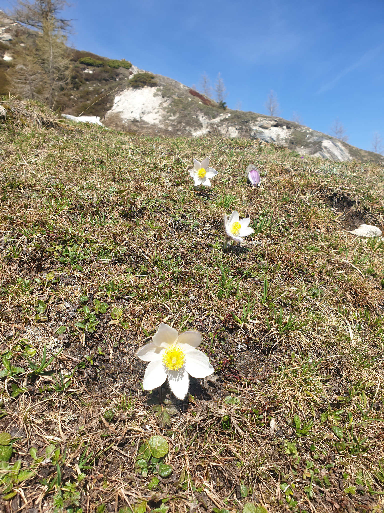 ...Pulsatilla vulgaris...