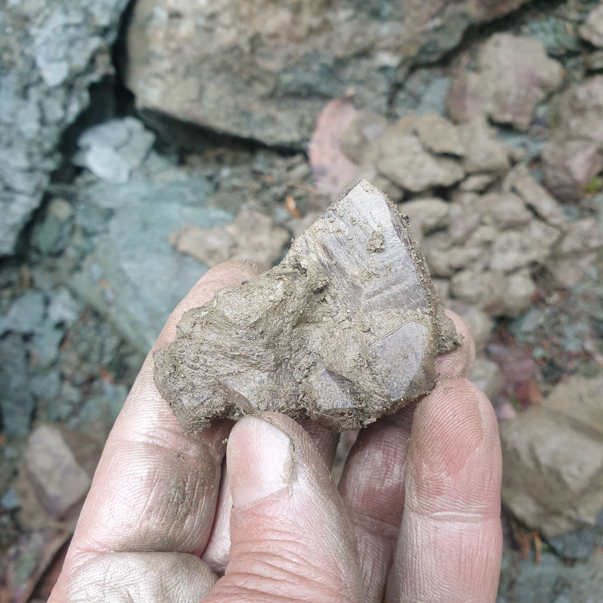 ...another nice specimen...