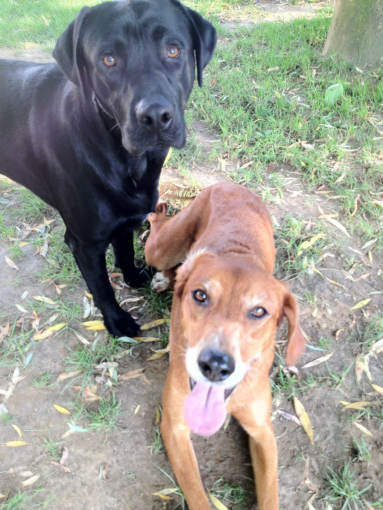 Lucky und Lotte