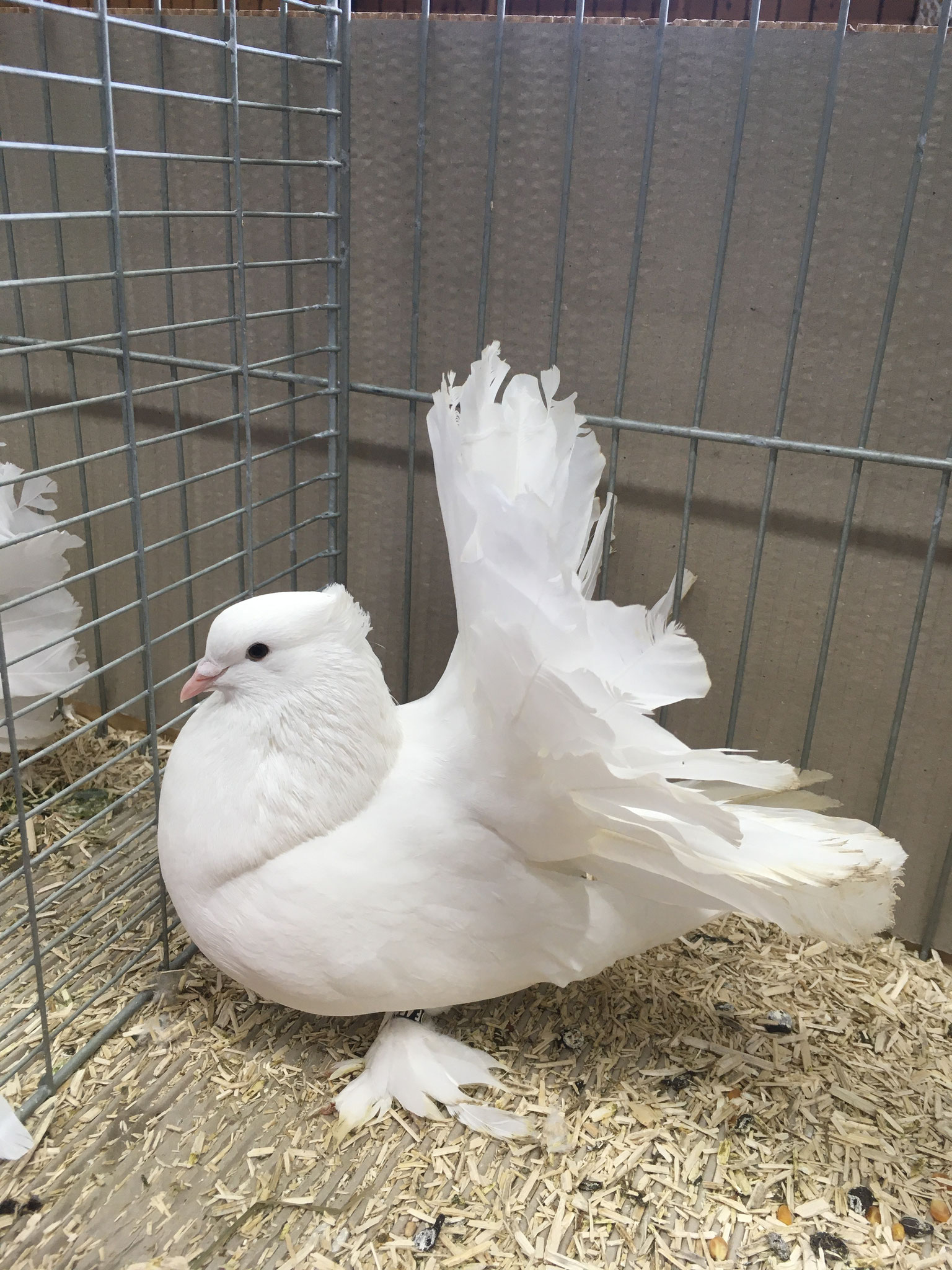 Indische Pfautaube * weiß
