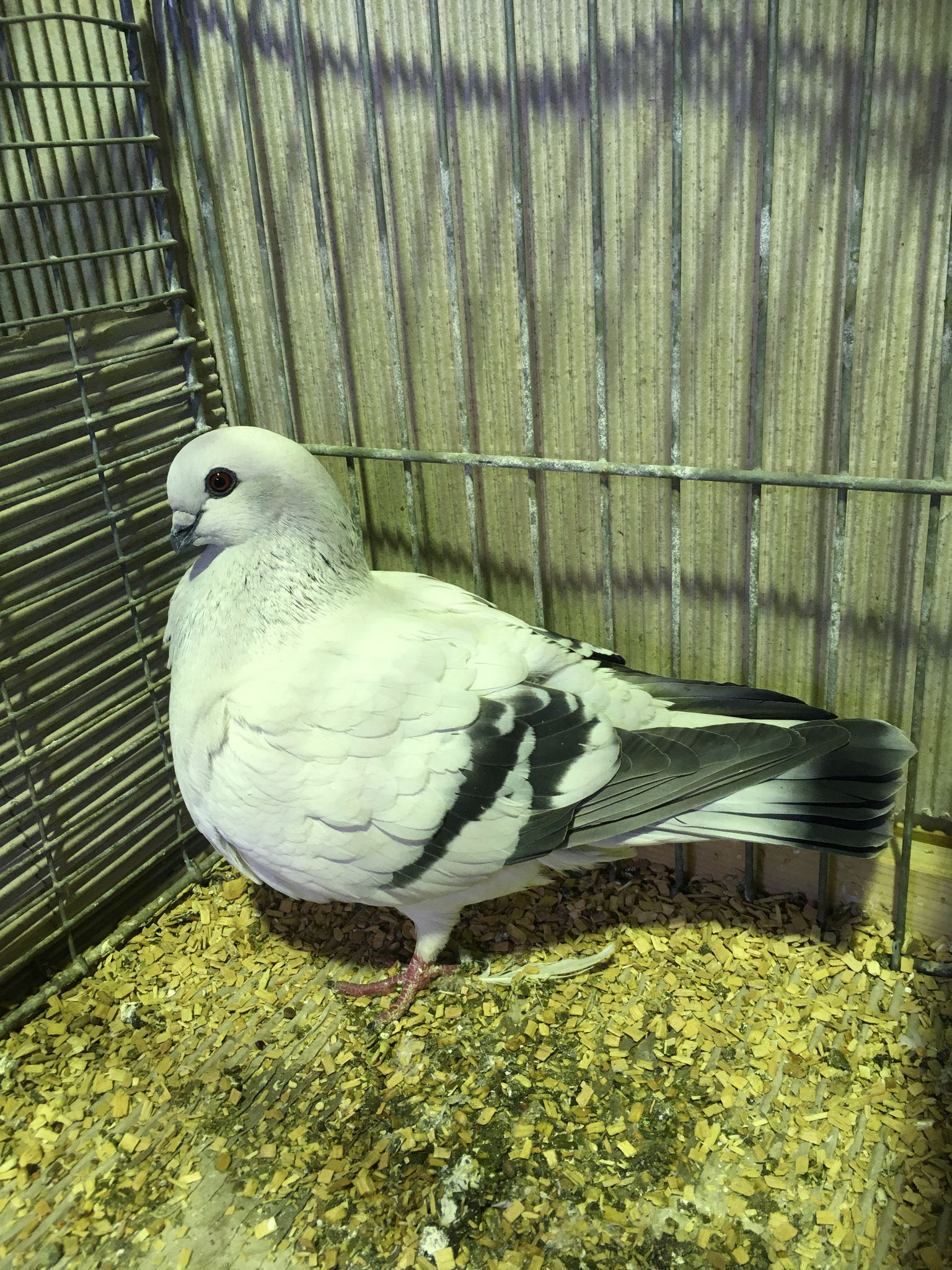 Damascener eisfarbig mit schwarzen Binden