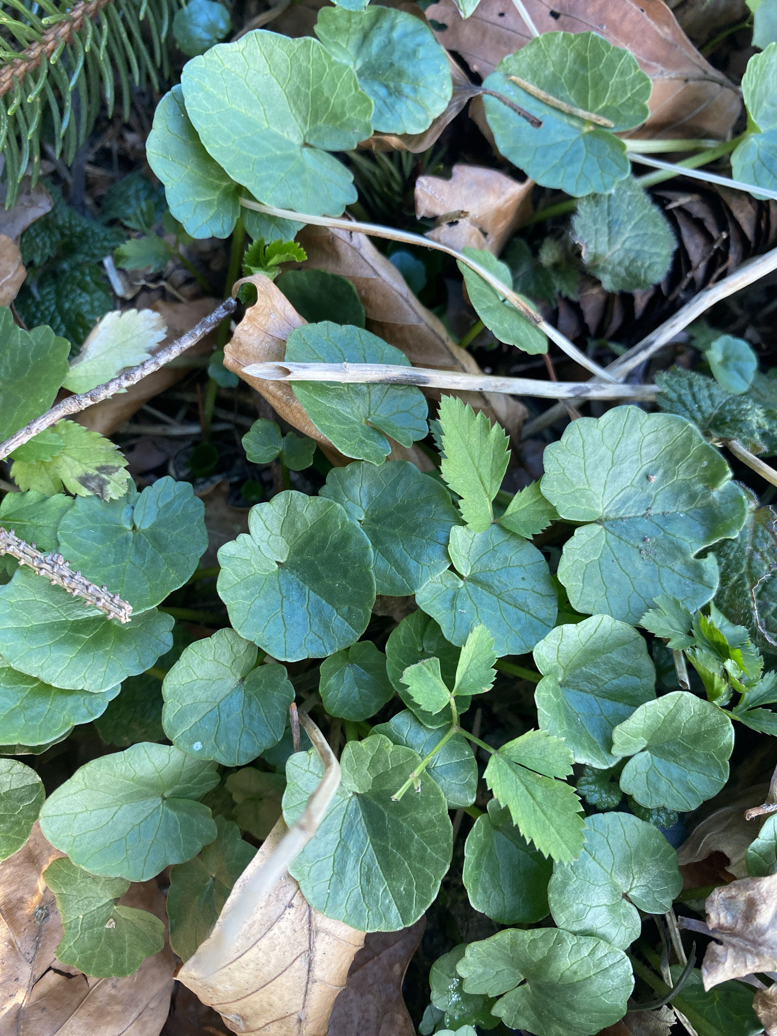 Scharbockskraut vor der Blüte