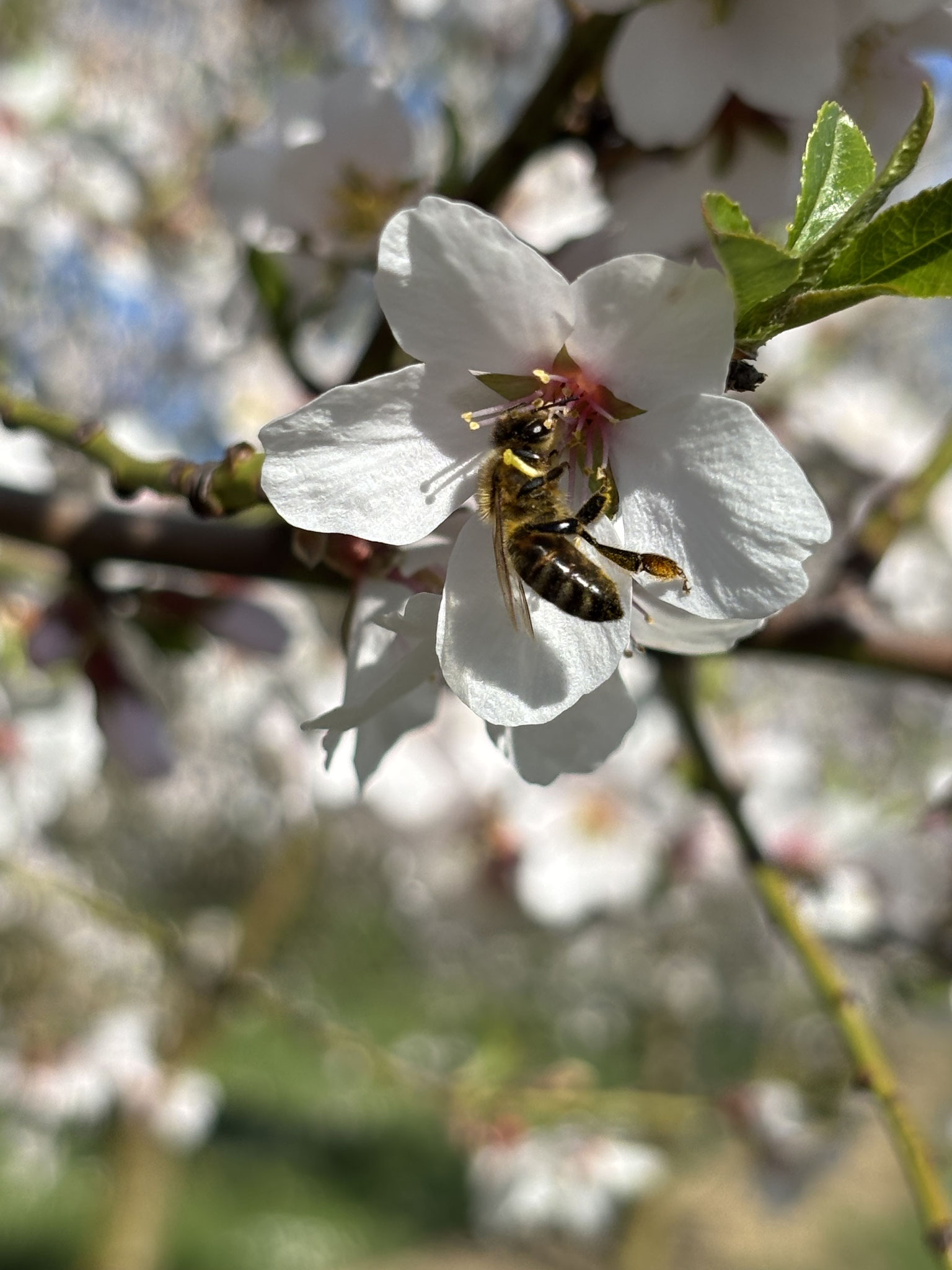 Mandelblüte mit Biene