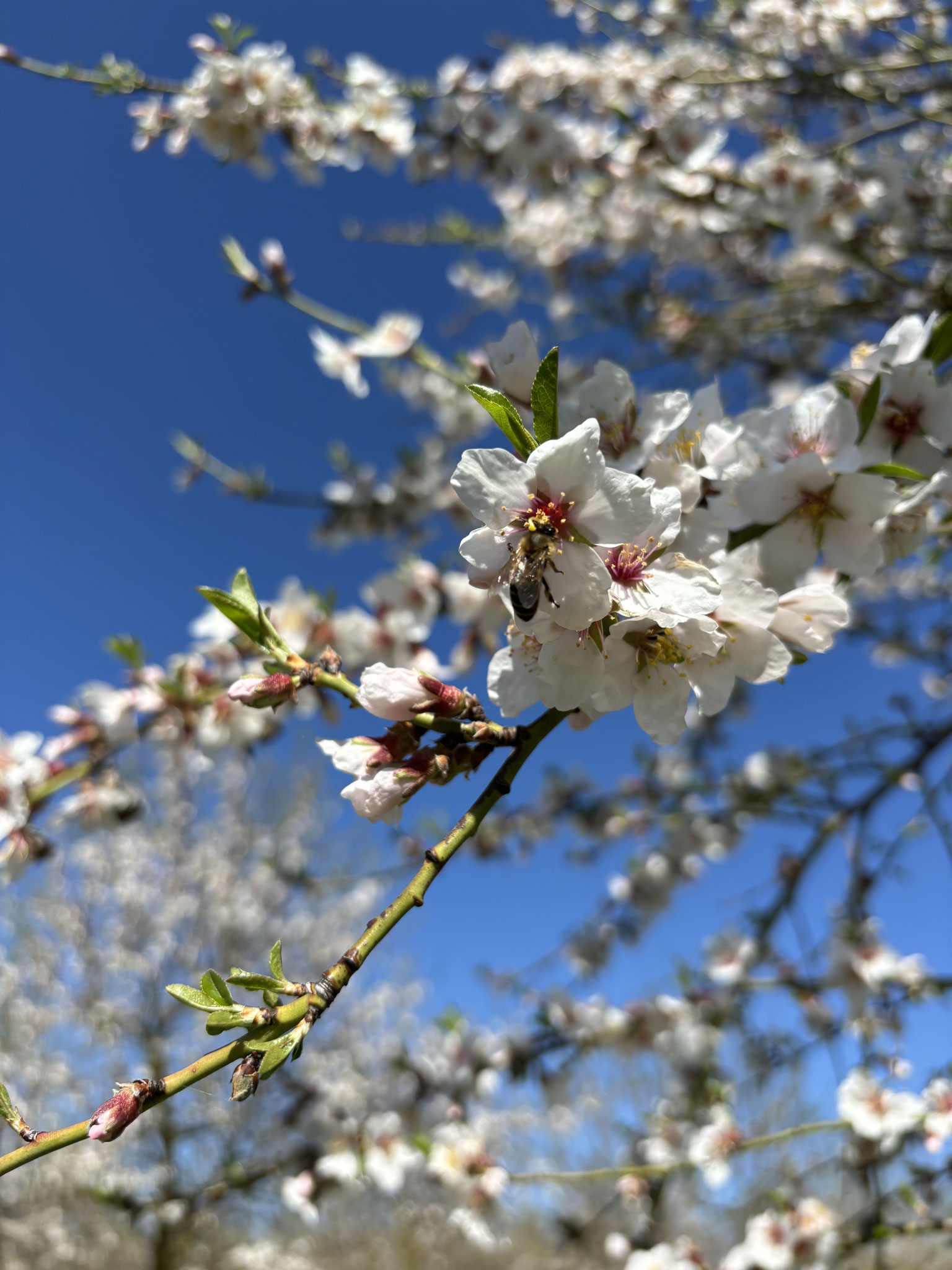 Mandelblüten