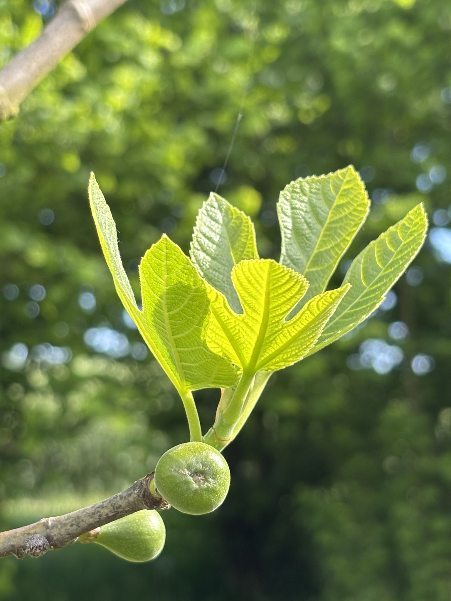 Grünfeigen im Frühling