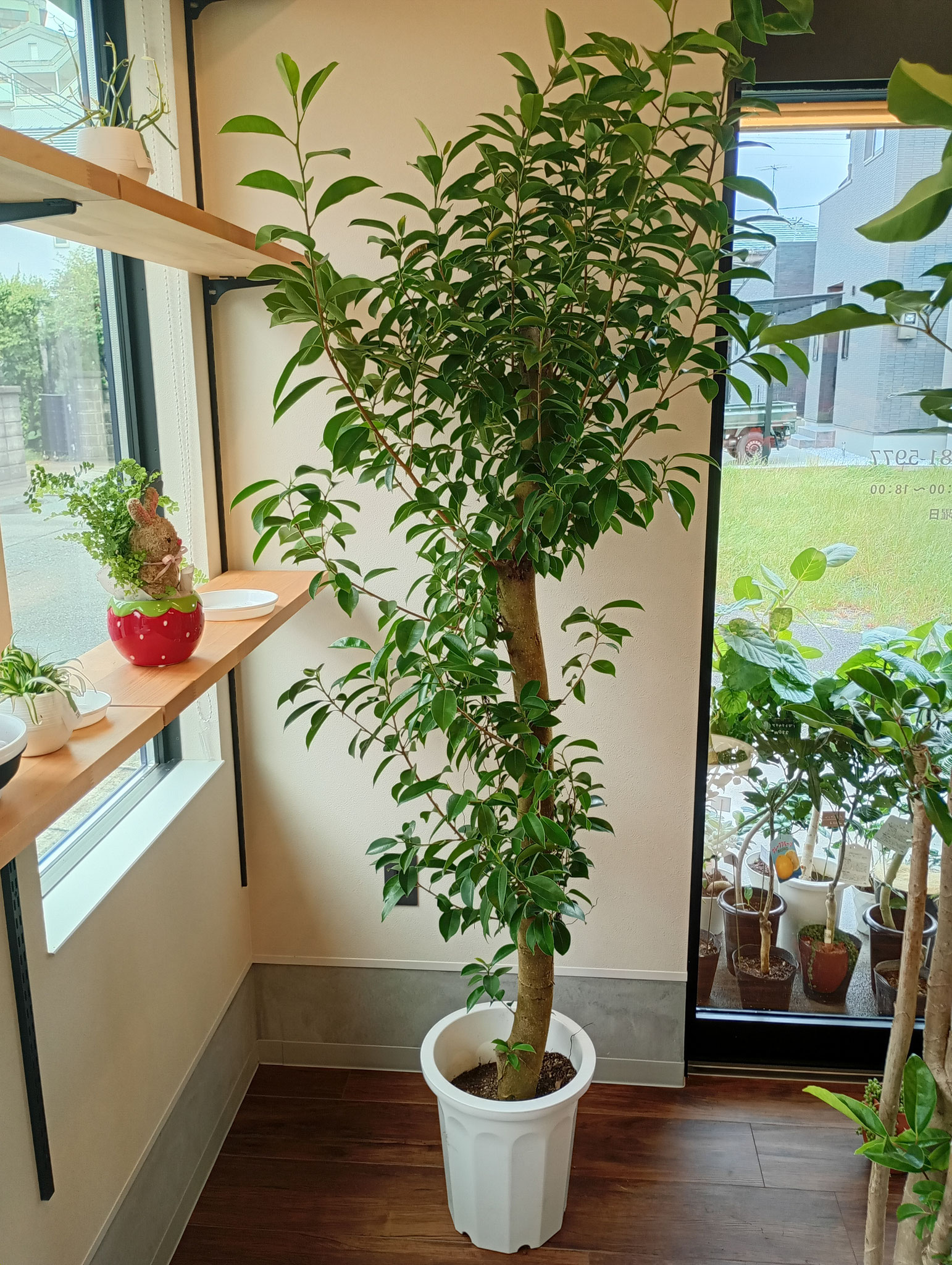 ガジュマル　10号鉢　高さ約190㎝