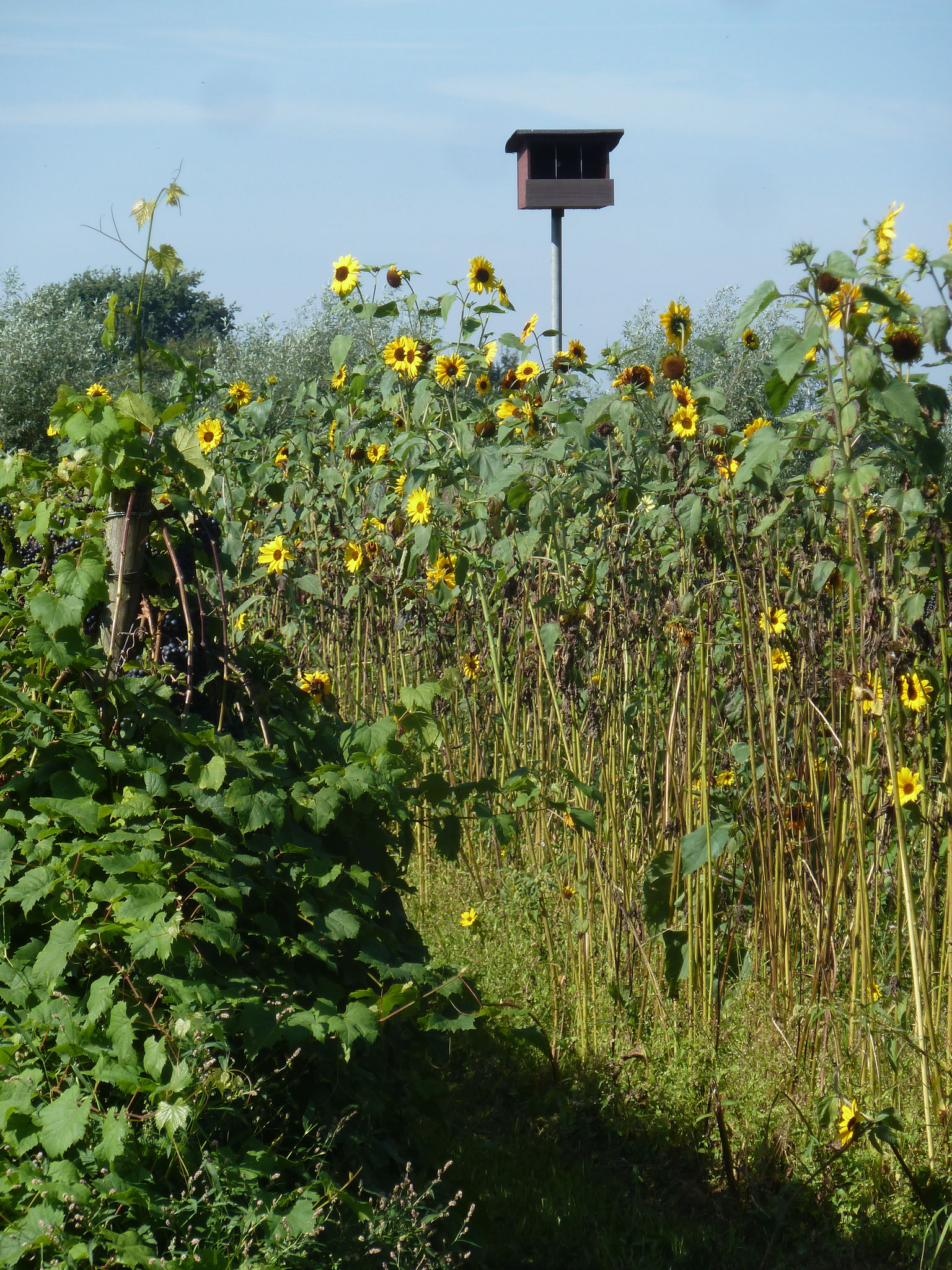Kastje voor roofvogel om druifetenden vogels weg te houden.
