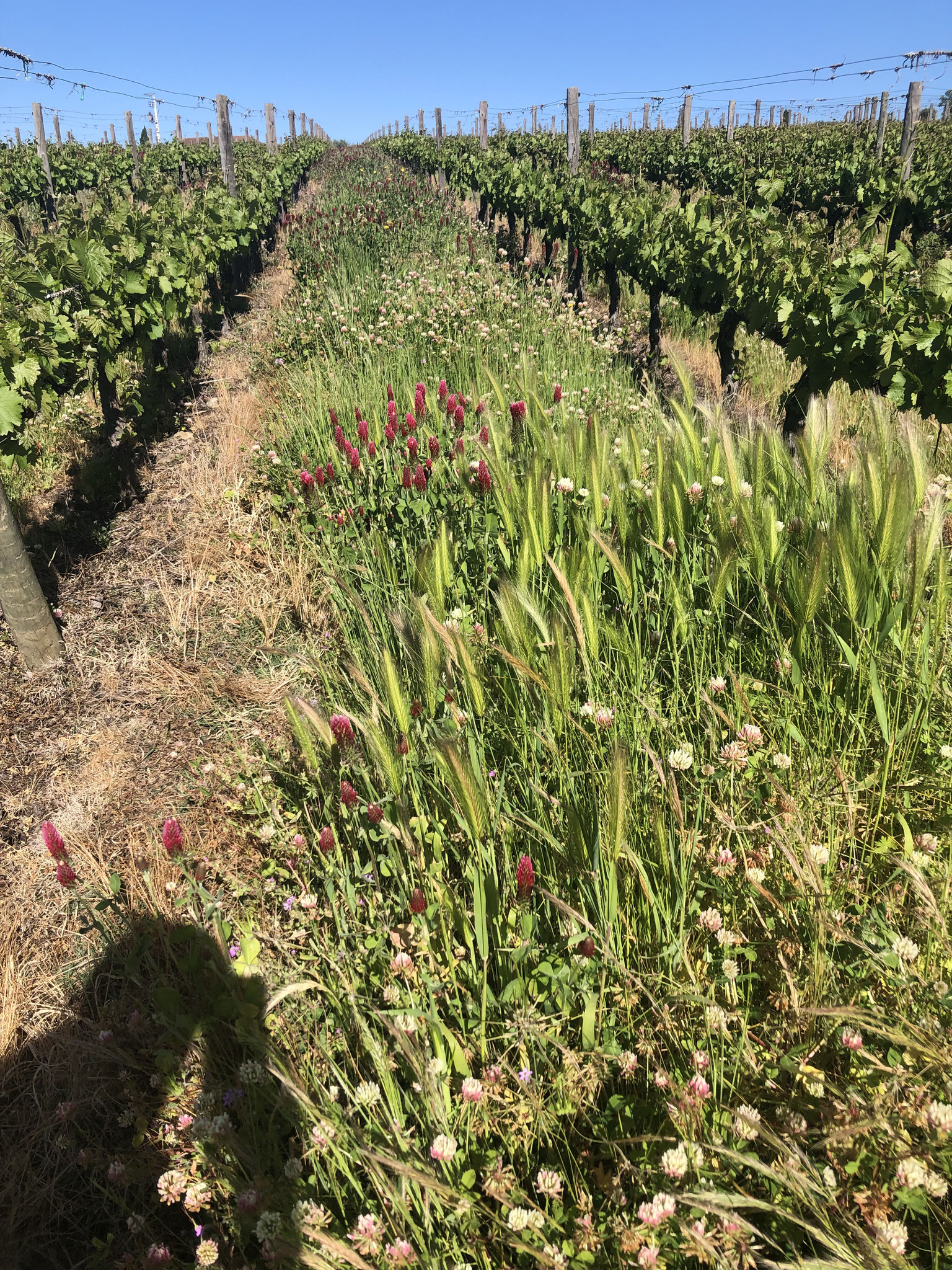 Kruiden bij Secret Spot Wines Douro Portugal.