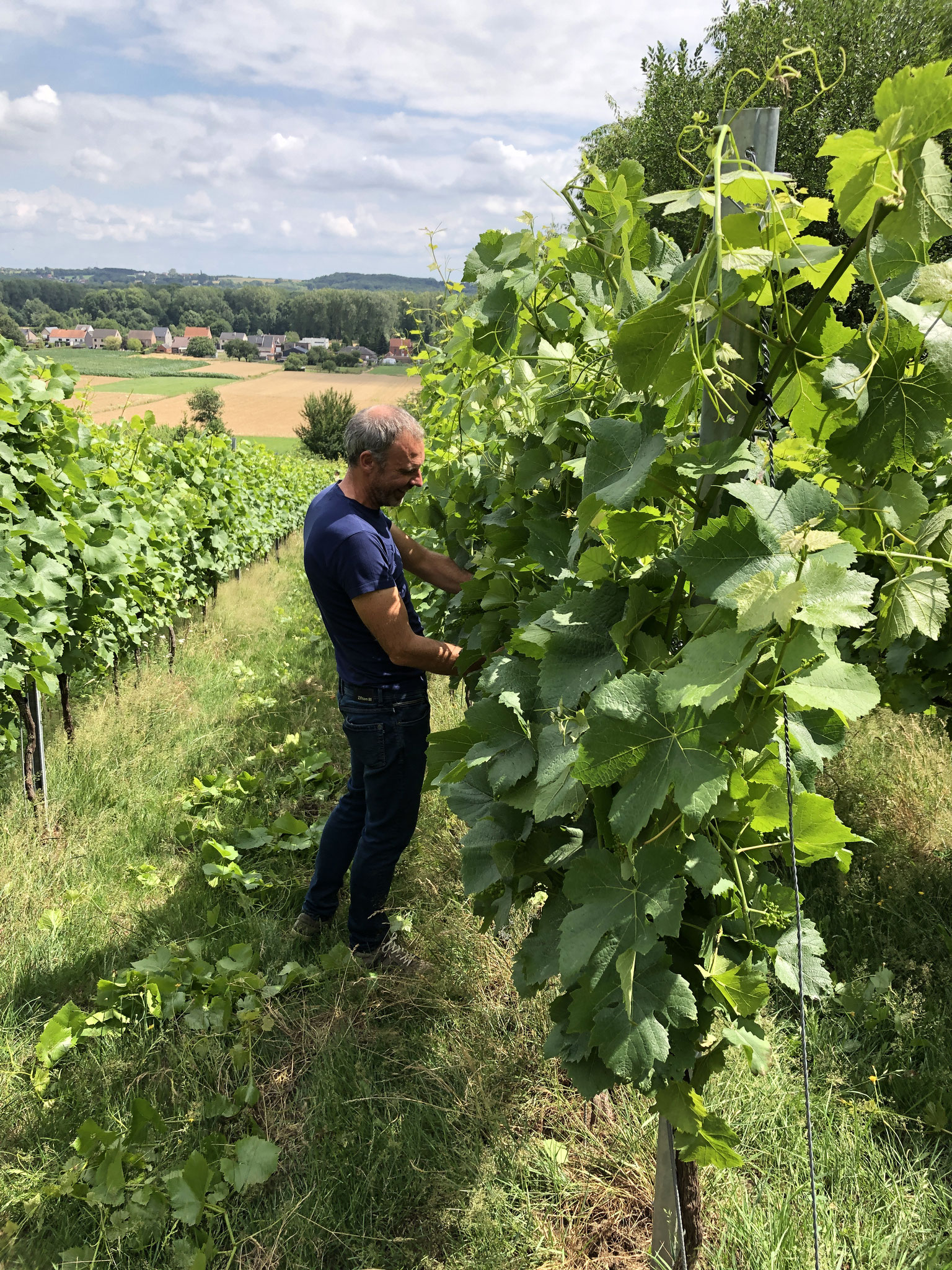 Patrick Nijs (de Wijnfaktorij) in zijn Belgische wijngaard Steenkuyl op de Houwaartseberg in Tielt-Winge
