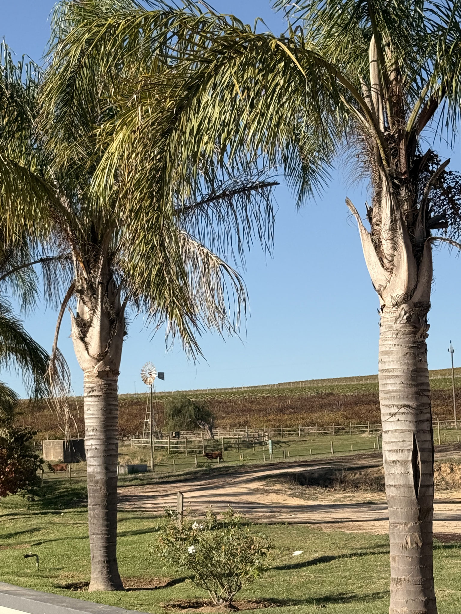 vineyards