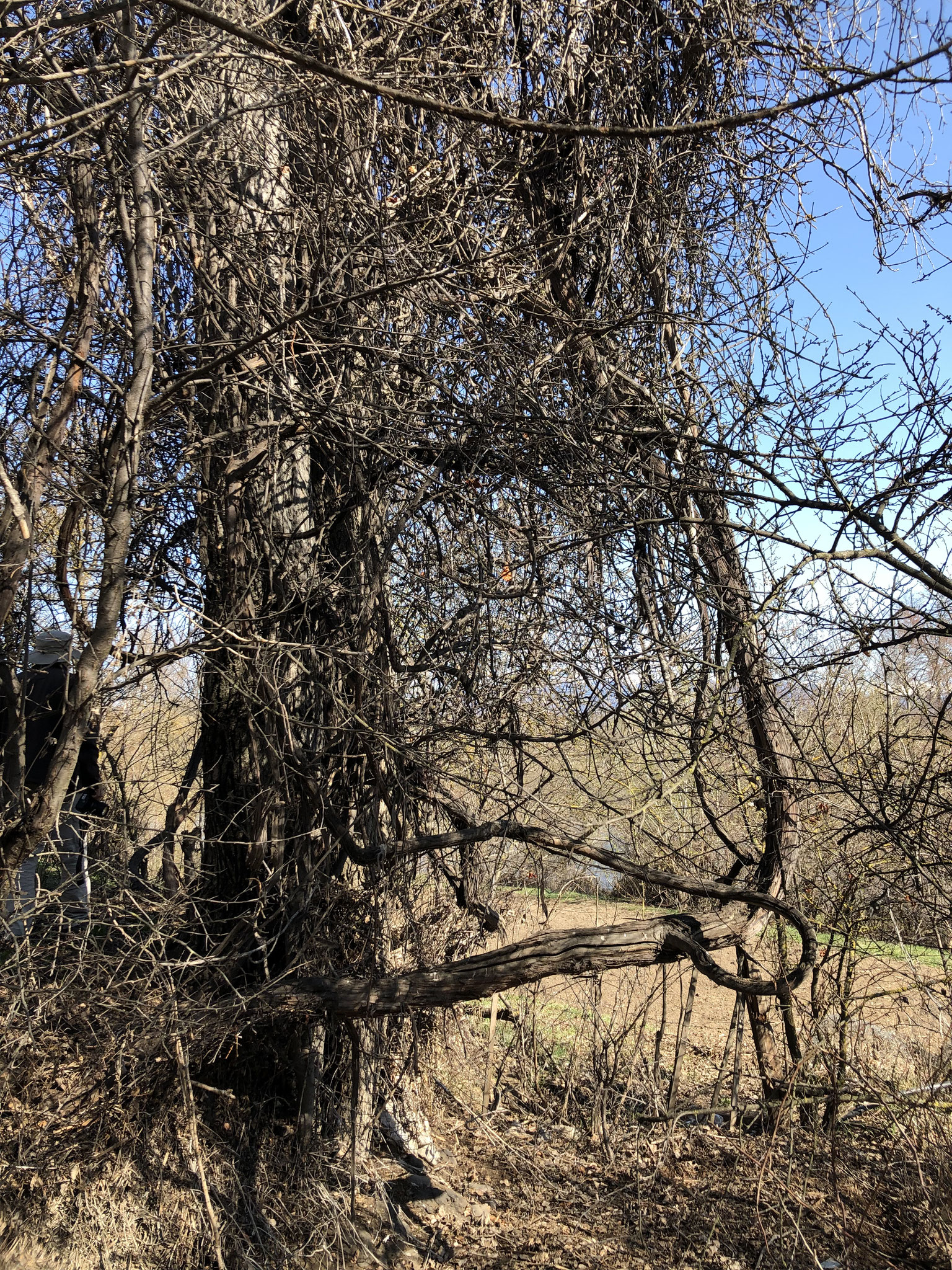 oude Vitis vinifera die zich rond een boom slingerde