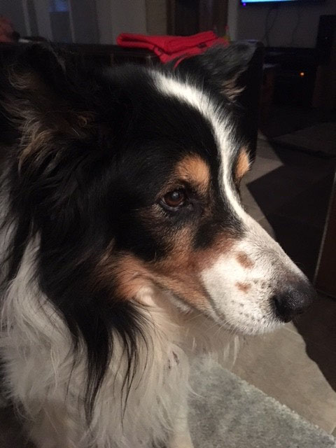 Willow