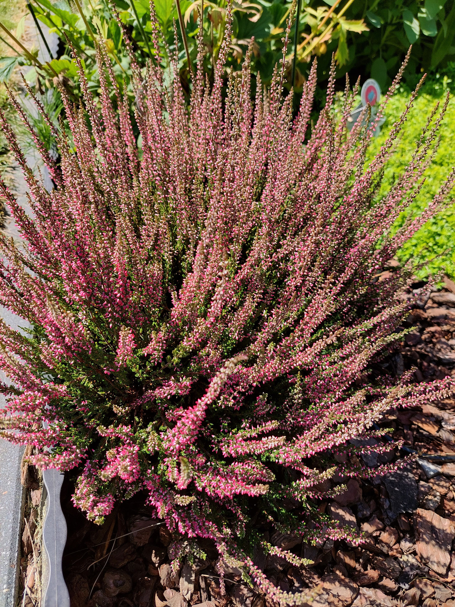 Calluna Vulgaris - Sommerheide