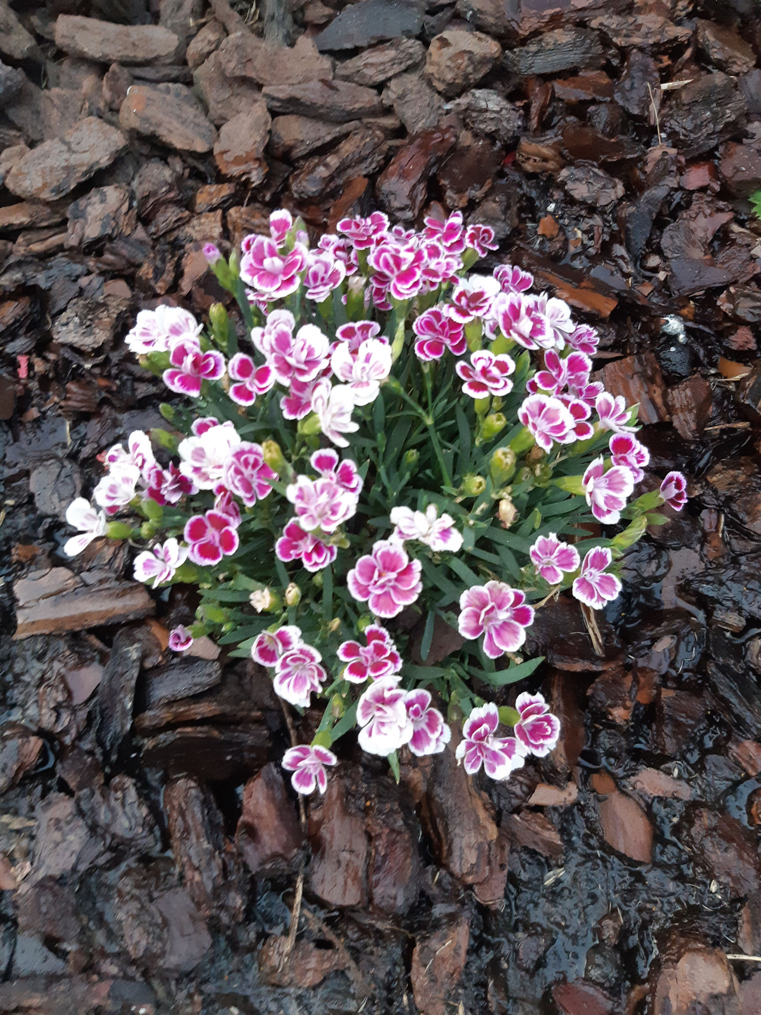 Dianthus - Gartennelke