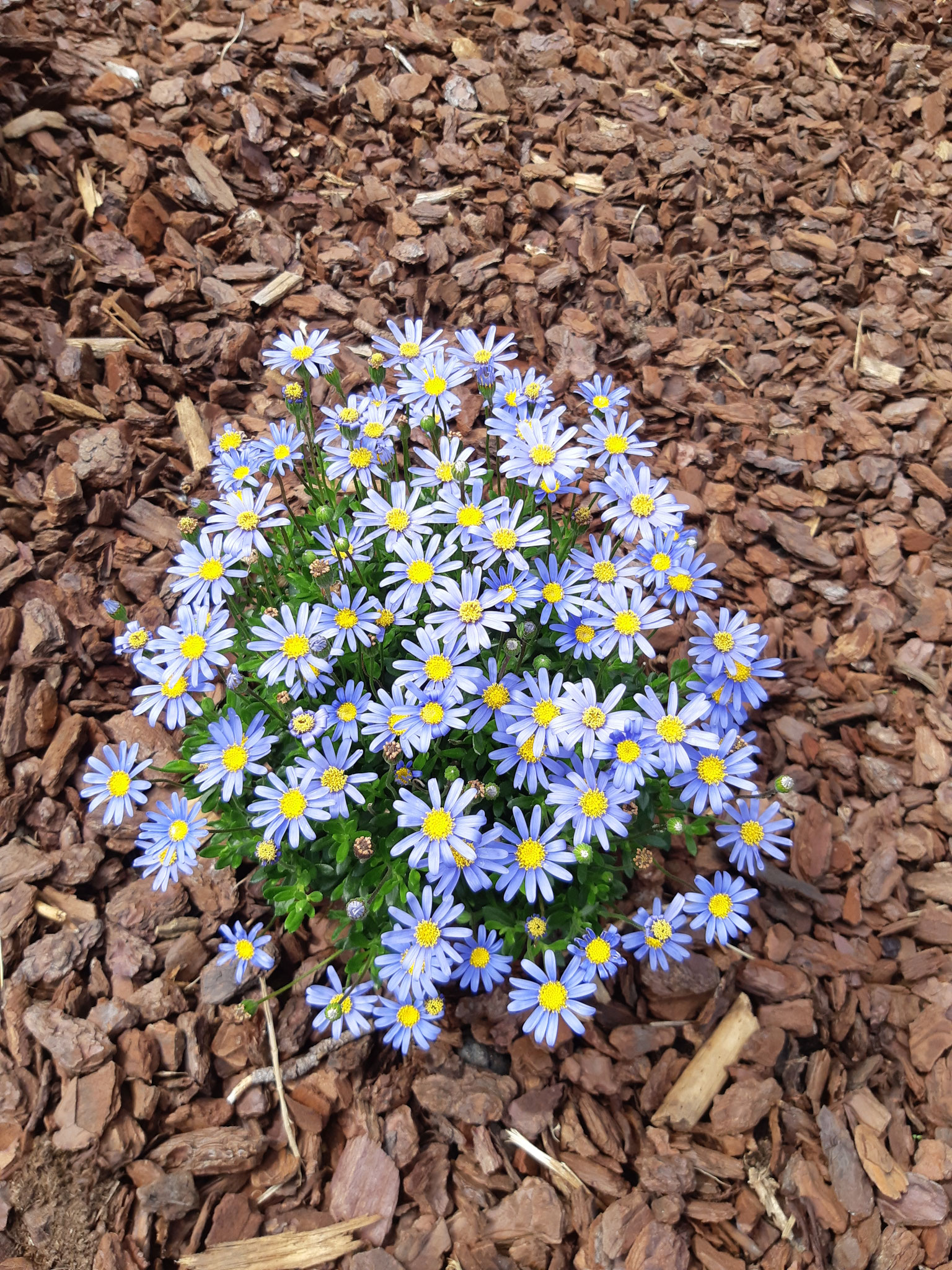 Felicia Amelloides - Blaue Kapaster