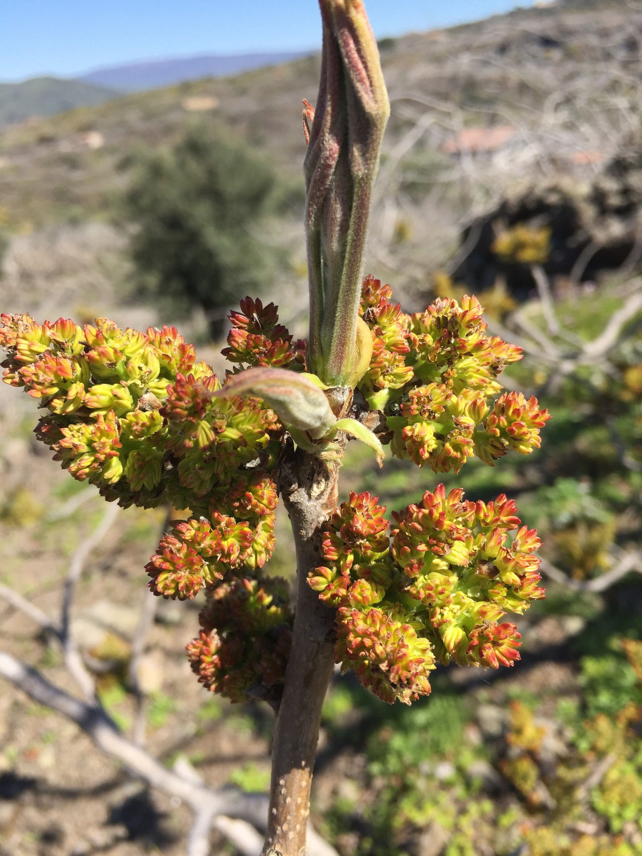  Maschio pianta di pistacchio di Bronte