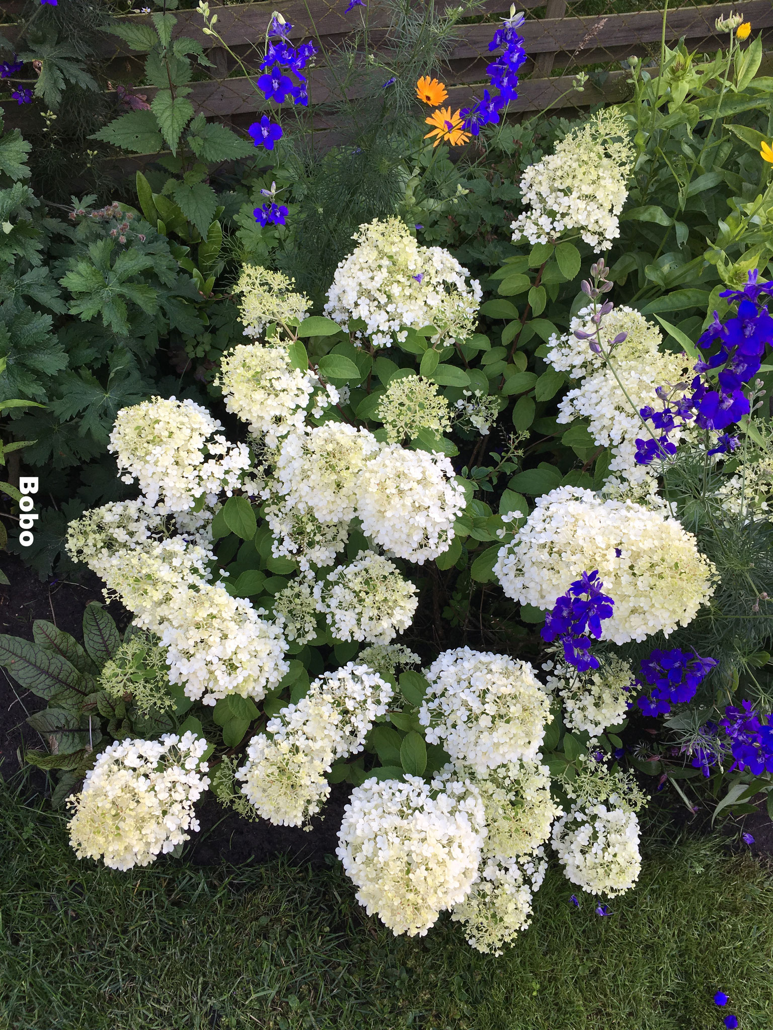 Hortensie paniculata Rispenhortensie Bobo weiß