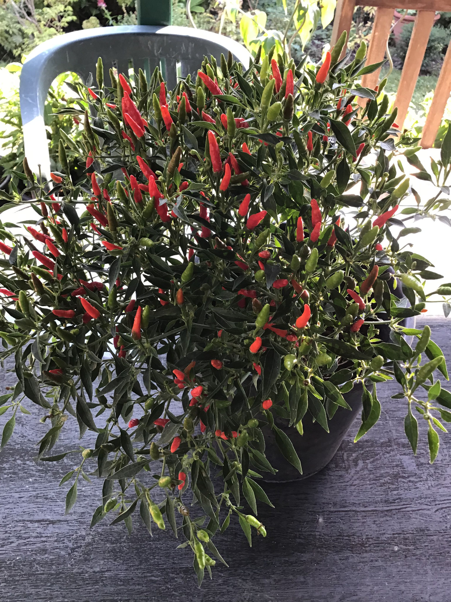 Bonsai-Chili
