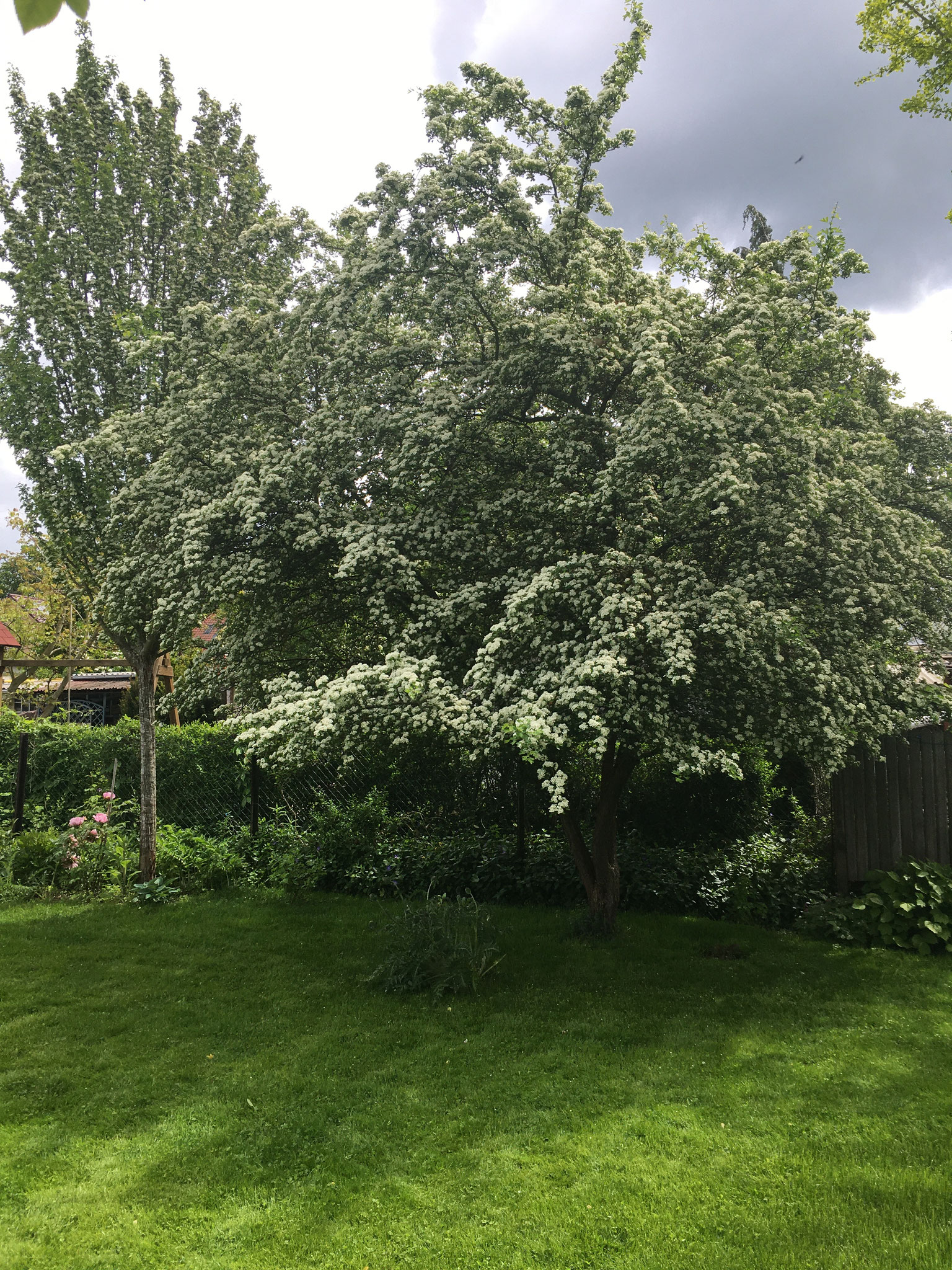 Crataegus