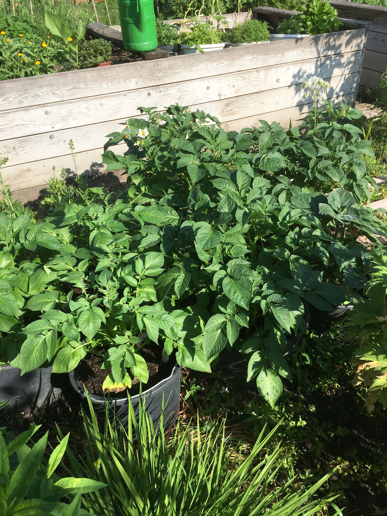 Kartoffeln im Eimer