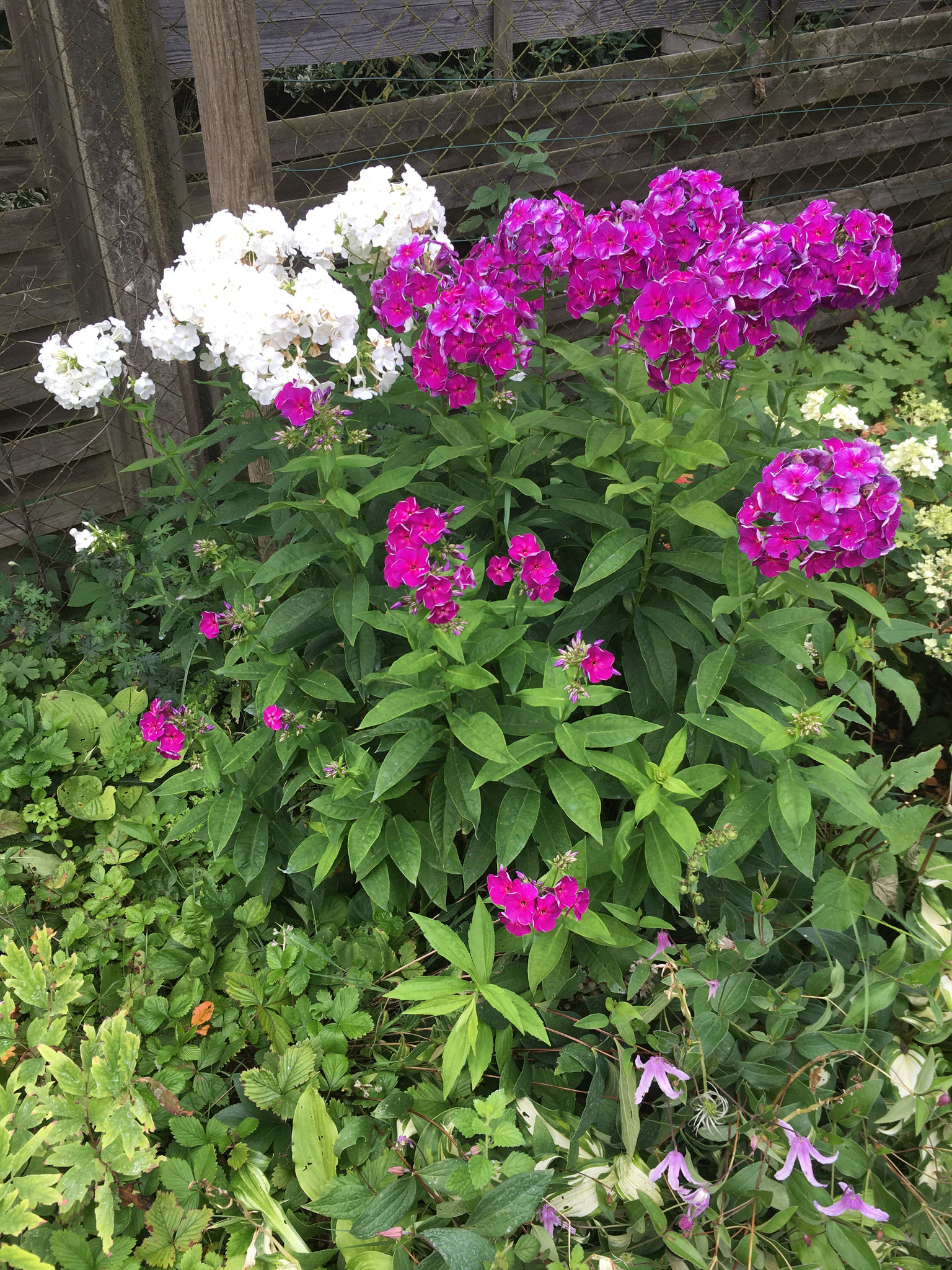 Phlox