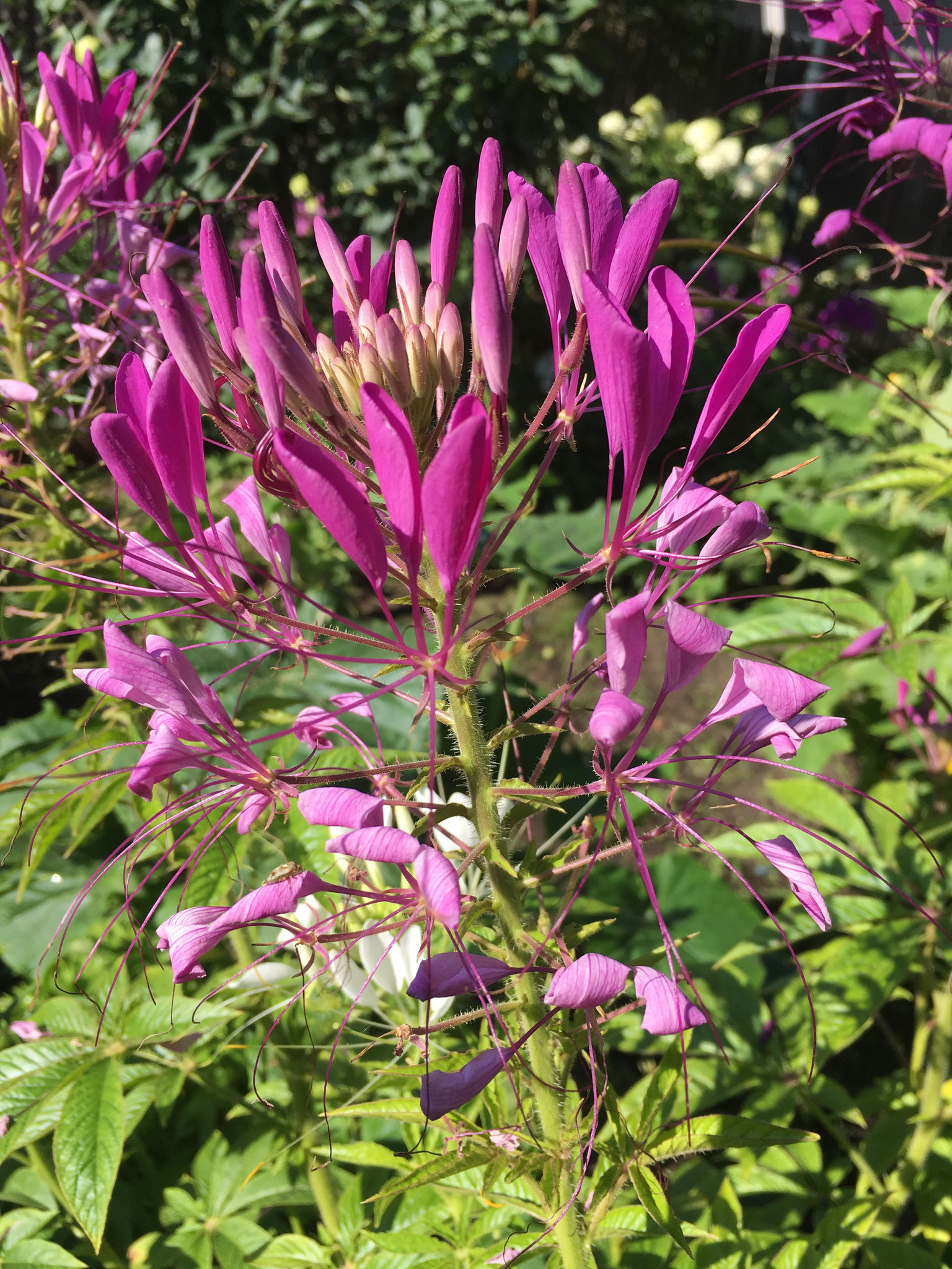 Spinnenblume