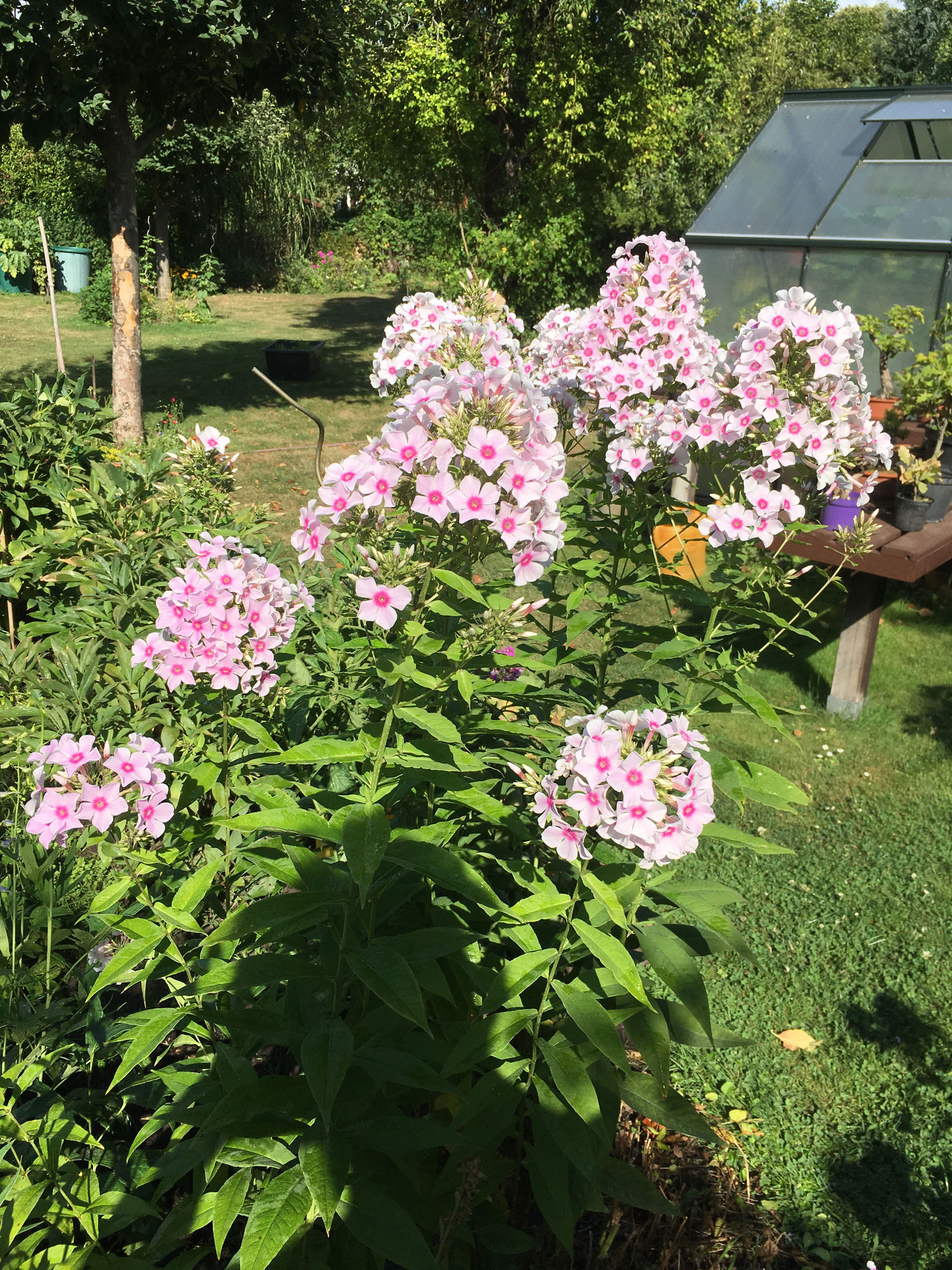 Phlox rosa-weiß