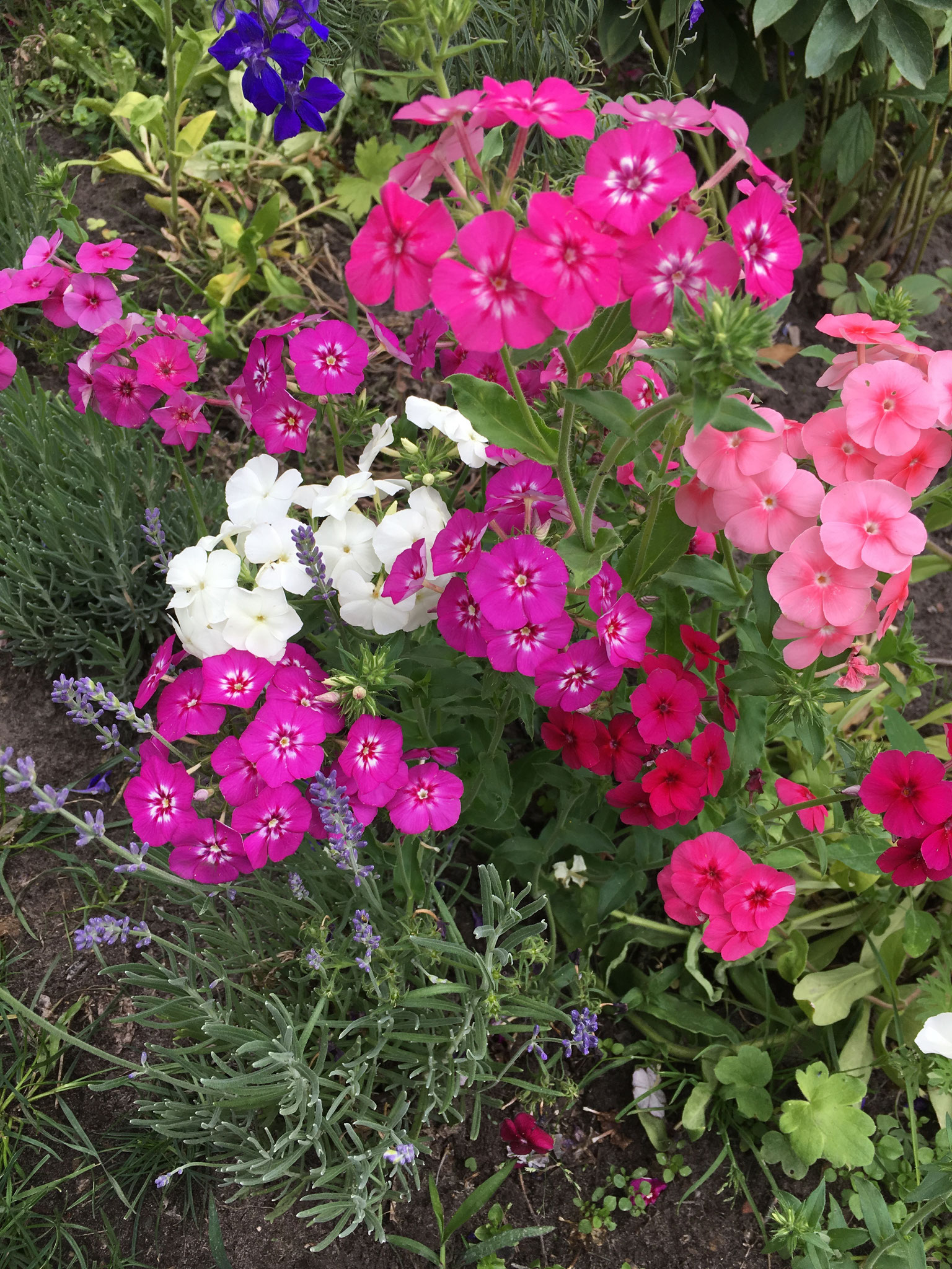 Phlox drummondii