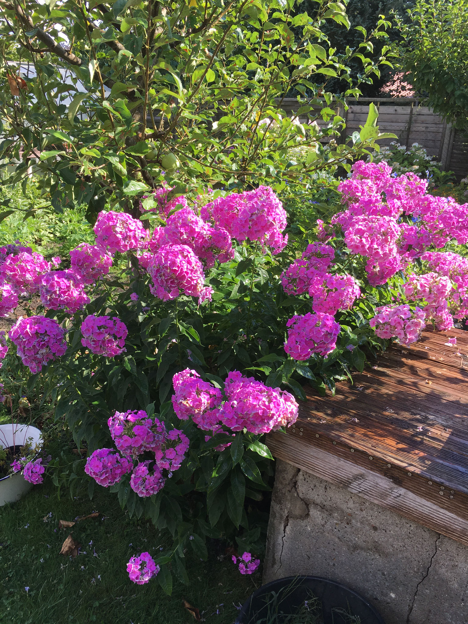 Phlox rosa