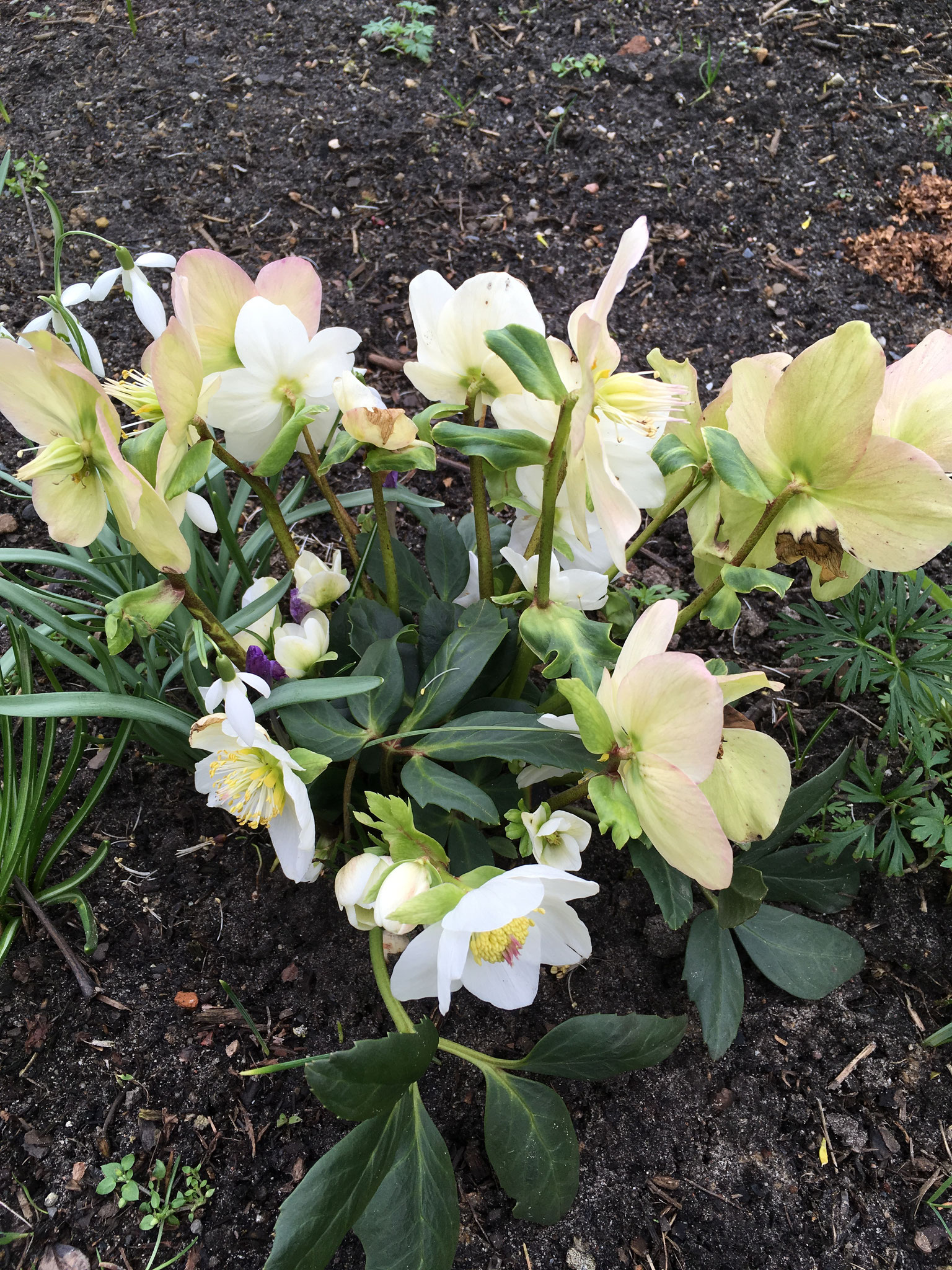 Christrose - Christmas Carol 