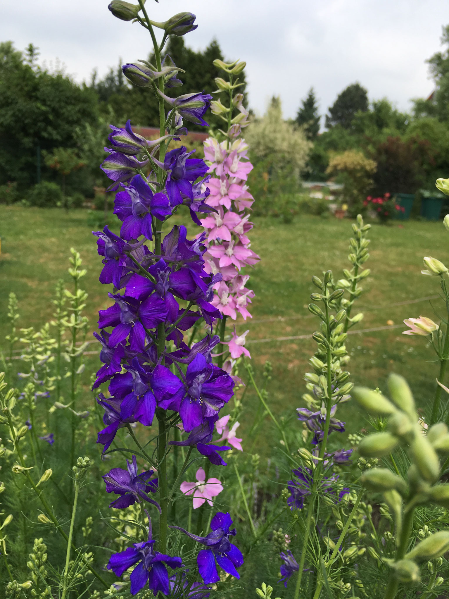 Rittersporn, einjährig - aus-meinem-garten