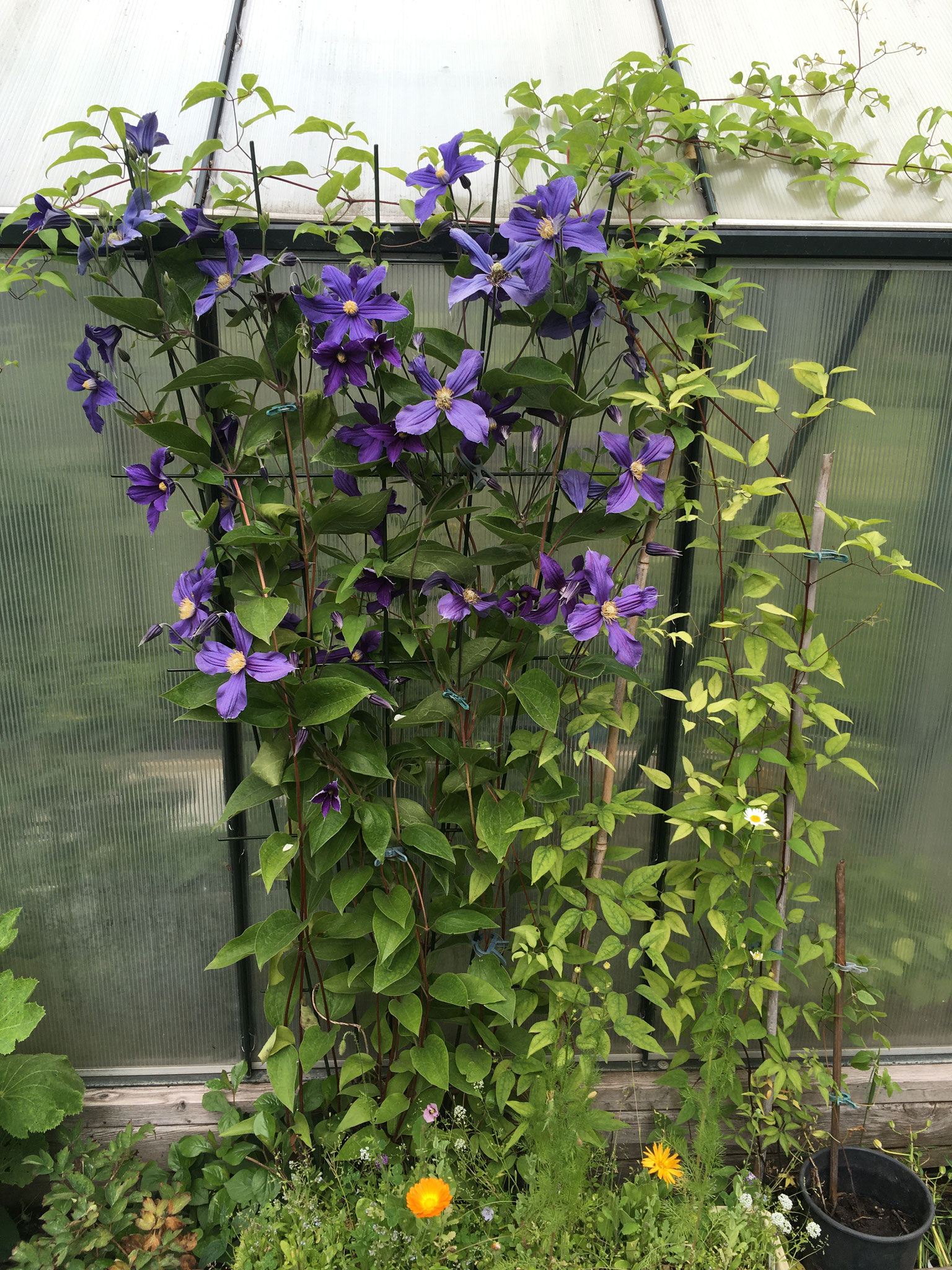 integrifolia Durandii