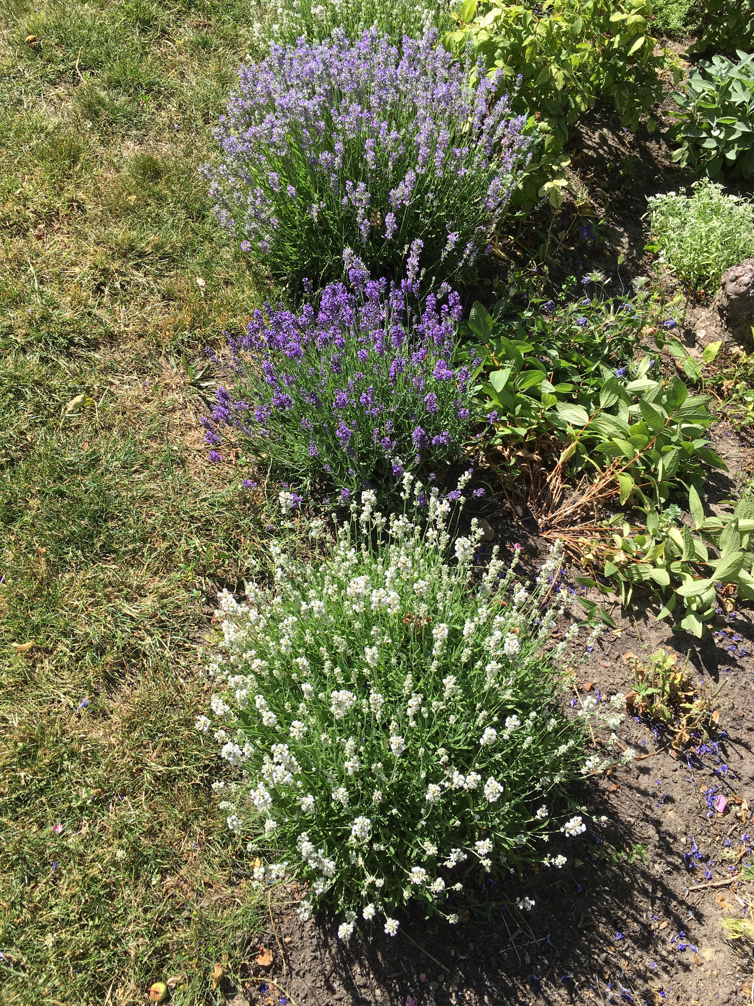 Lavendel angustifolia
