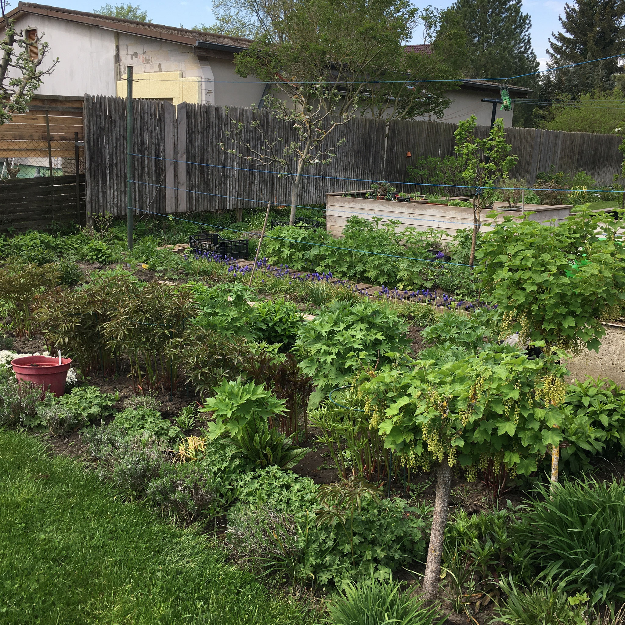 Gemüsegarten im Mai 21