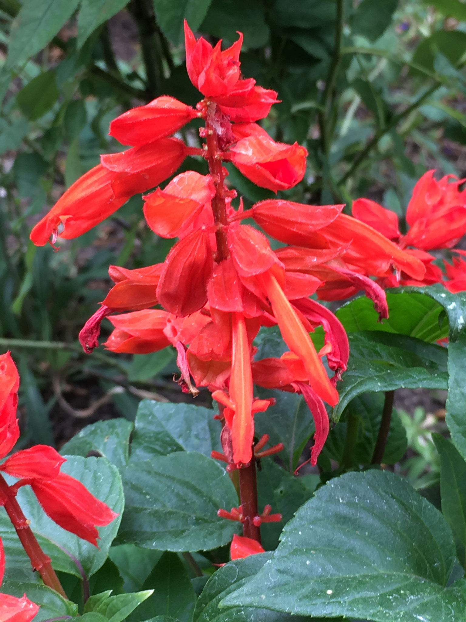 Feuersalbei Blüte