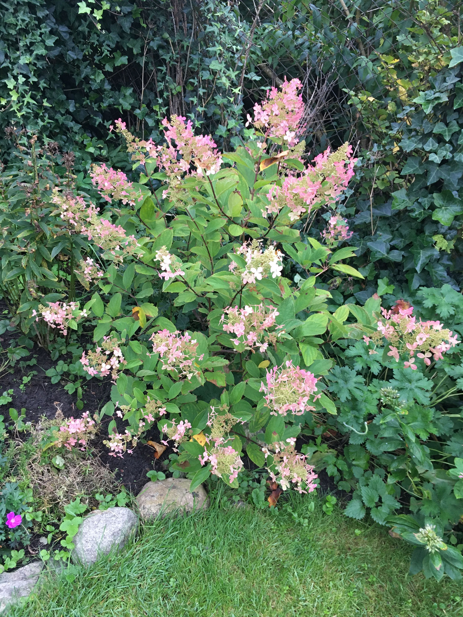 Paniculata grandiflora, im Verblühen rosé