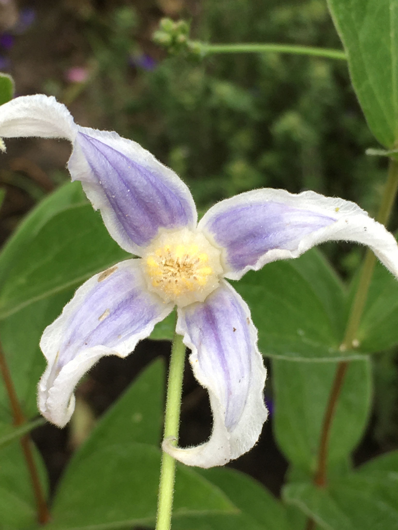 integrifolia