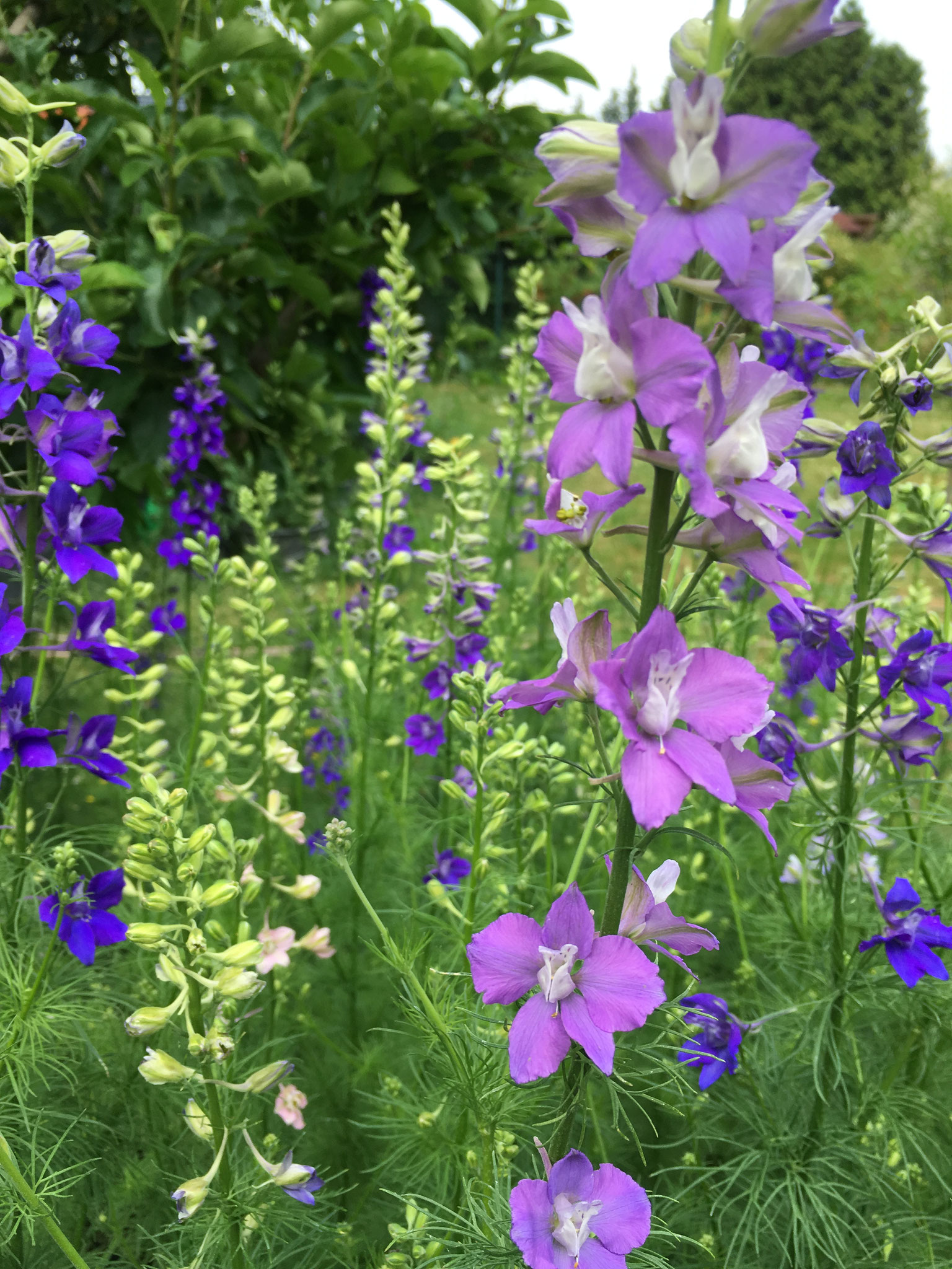 Rittersporn, einjährig - aus-meinem-garten