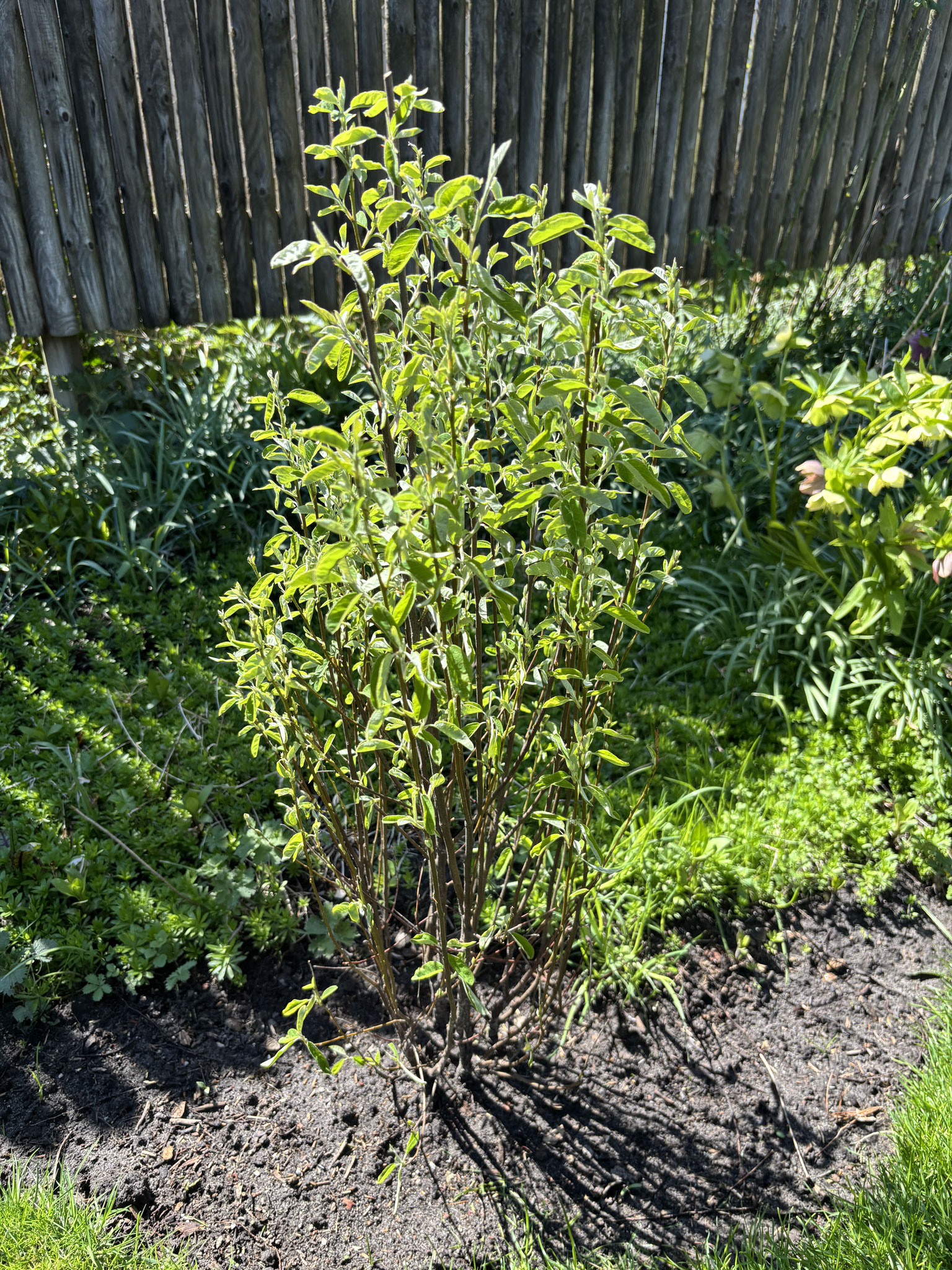 Amelanchier ovalis