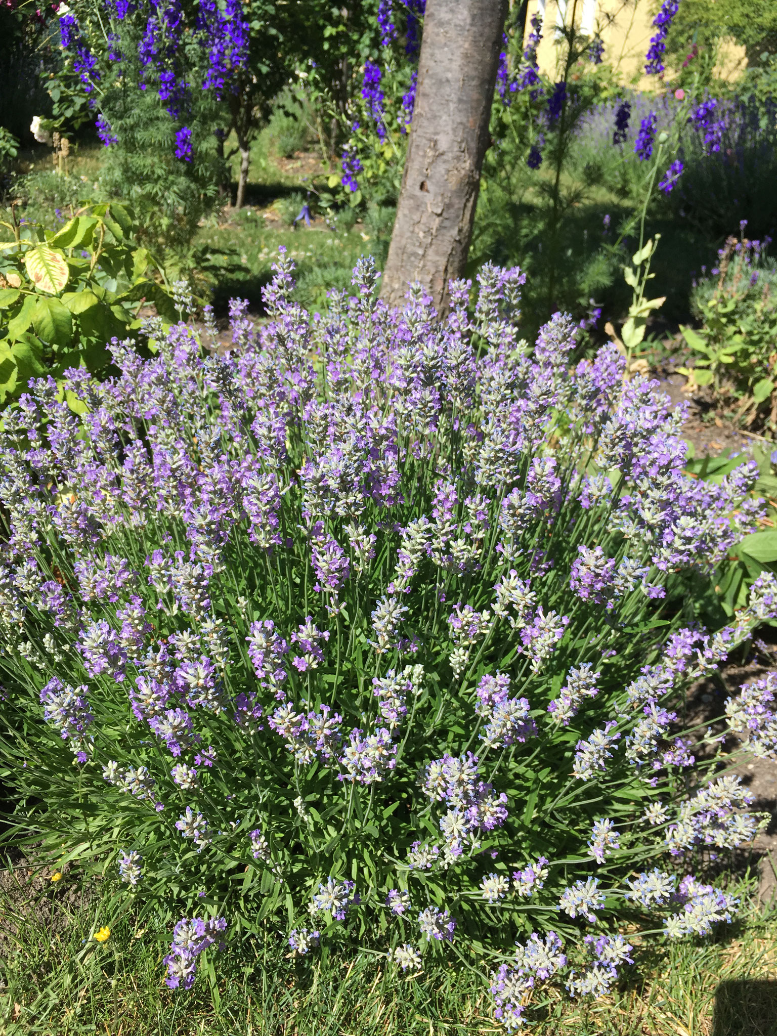 Lavendel angustifolia lila