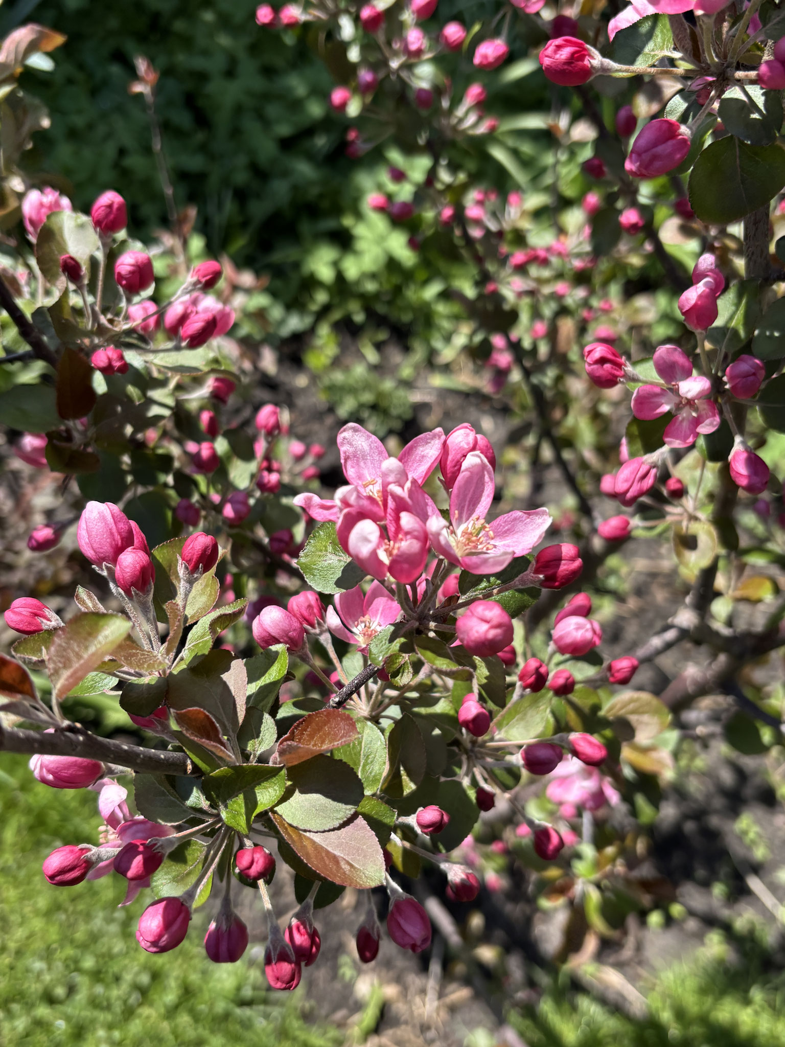Weißdornapfel Blüte