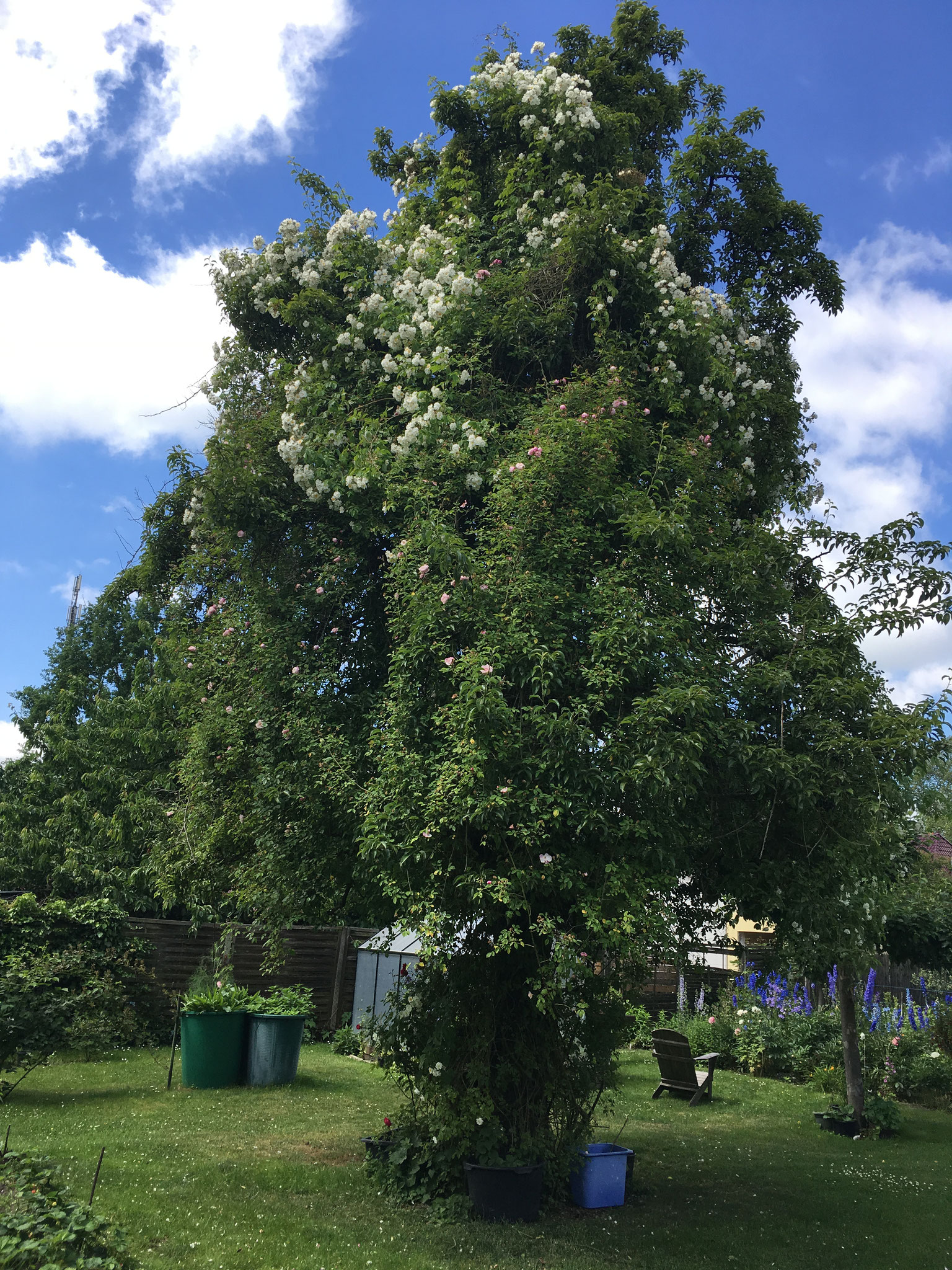 Rambler Ayrshire Queen und Filipes Kiftgate im Birnbaum