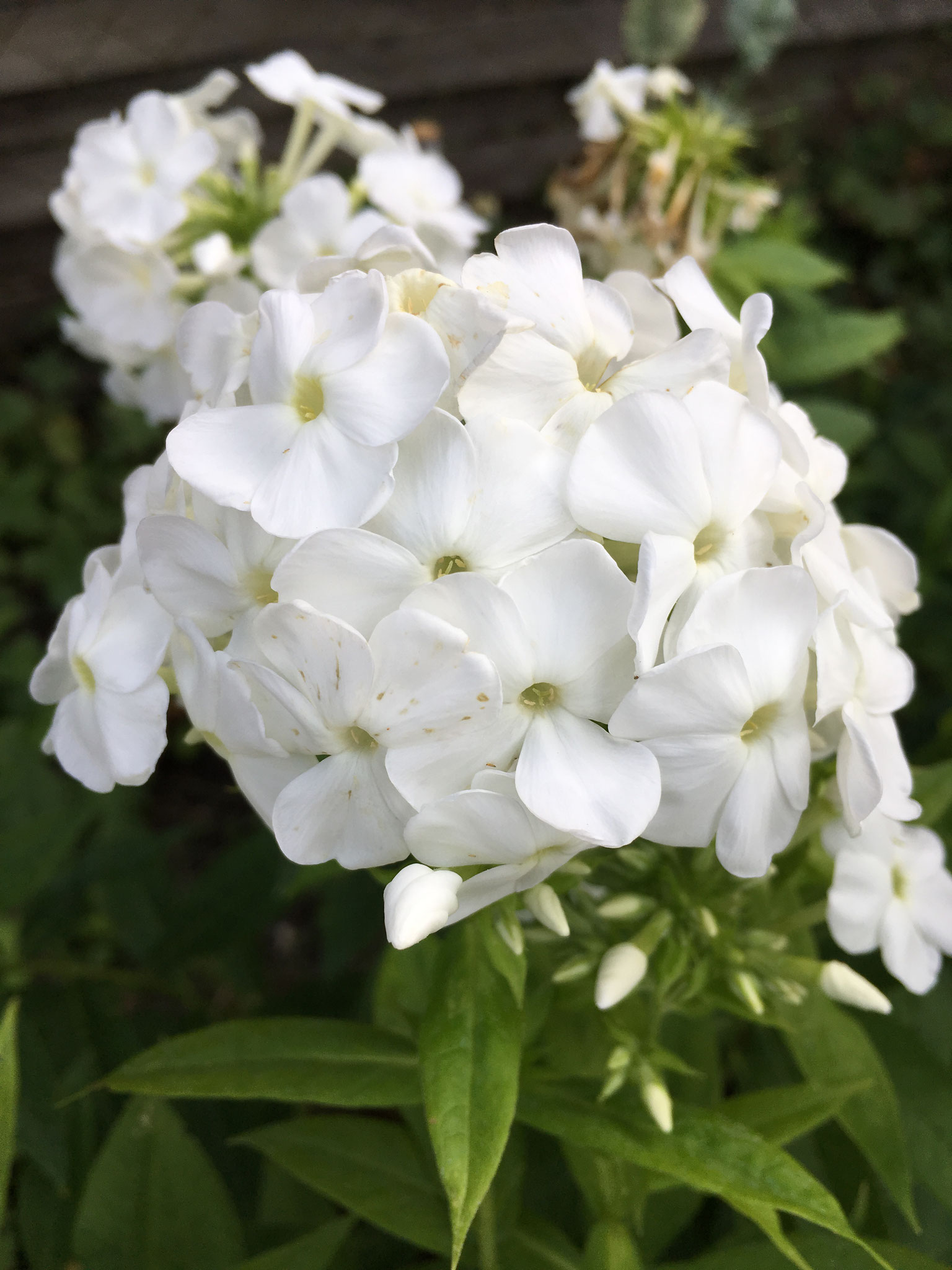 Phlox