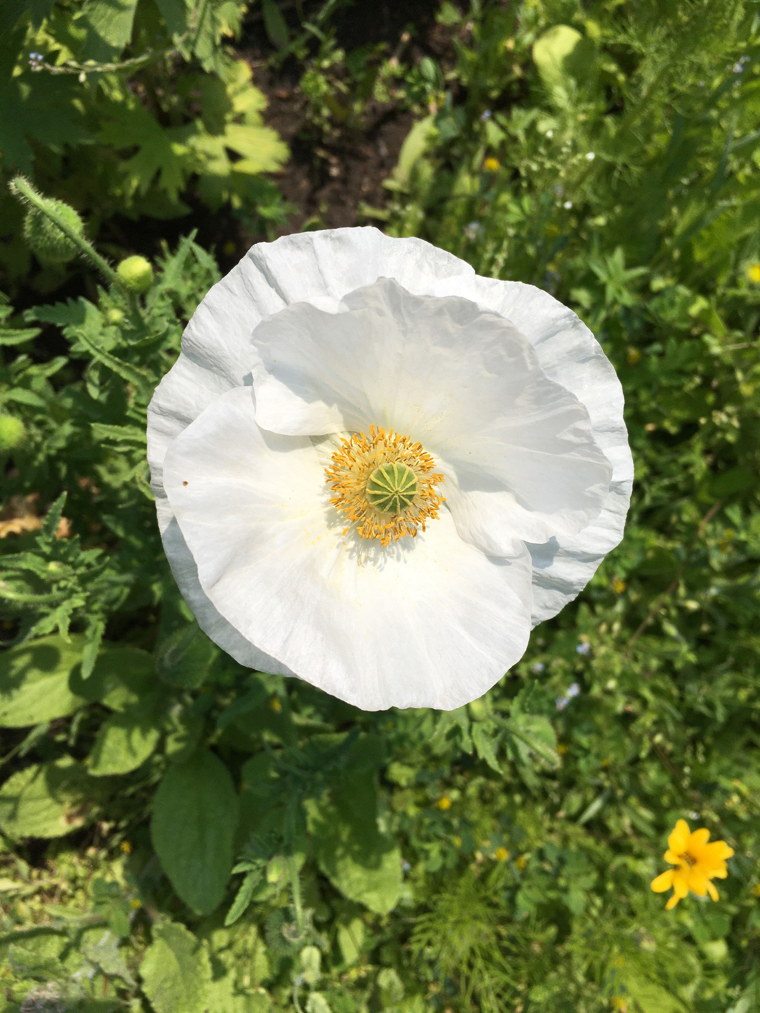 Klatschmohn Cabrita