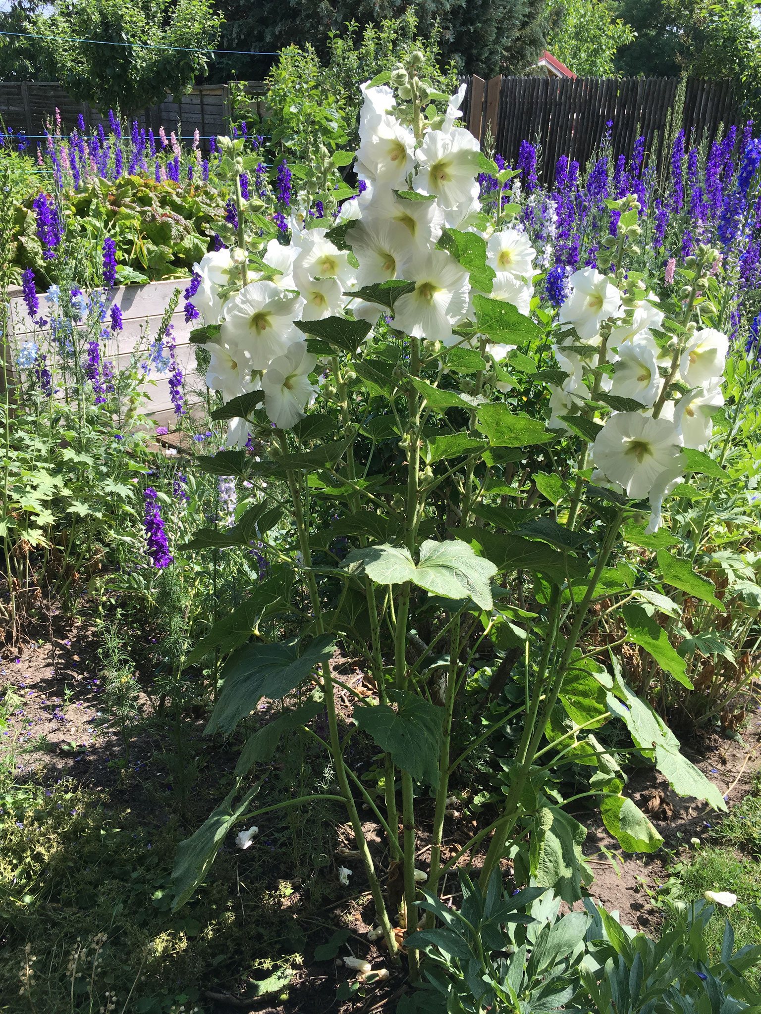 Stockrose und einjähriger Rittersporn